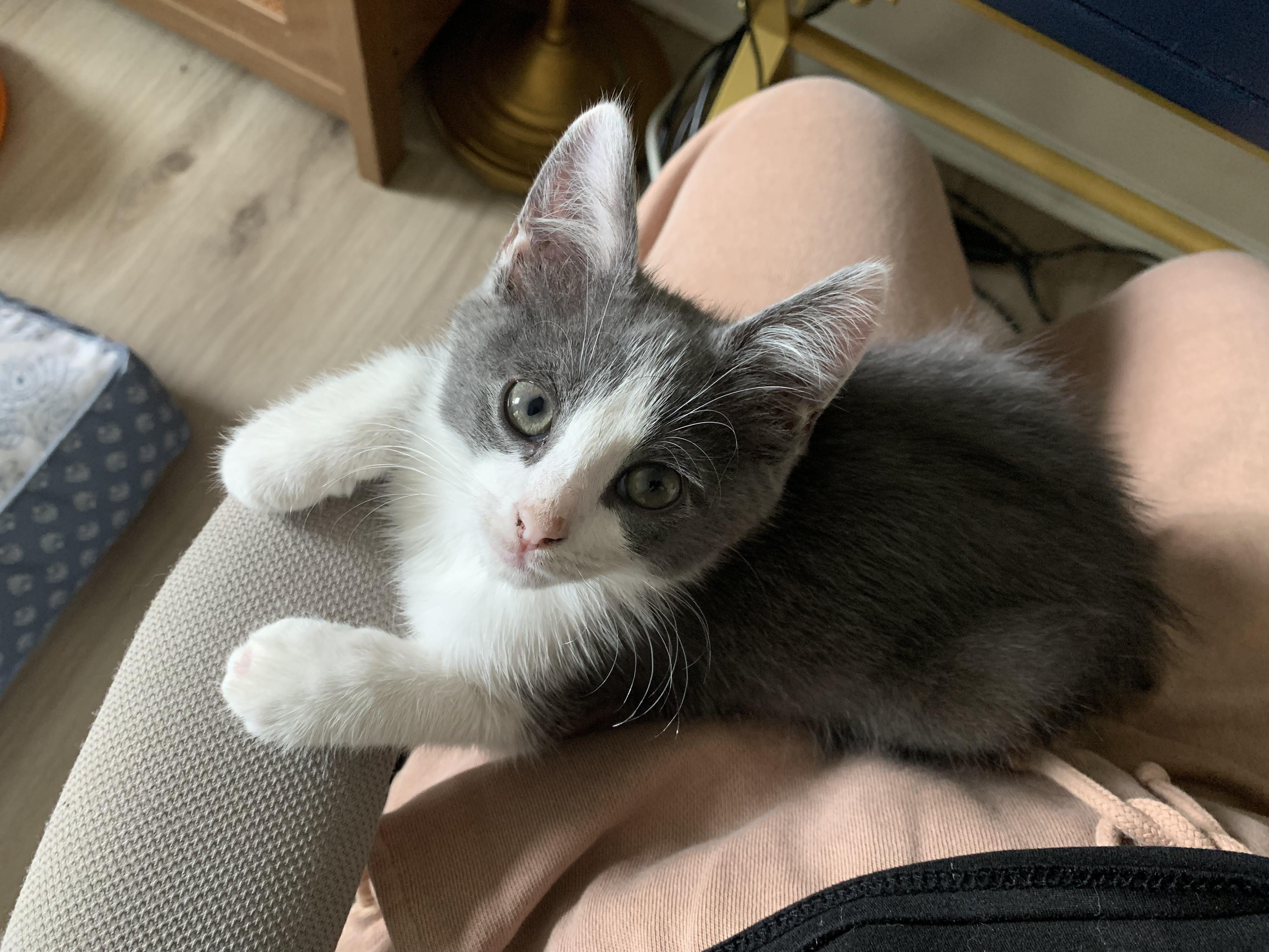 Enlarge Petey, a Adopted Domestic Short Hair in West Berlin, NJ image 4/5