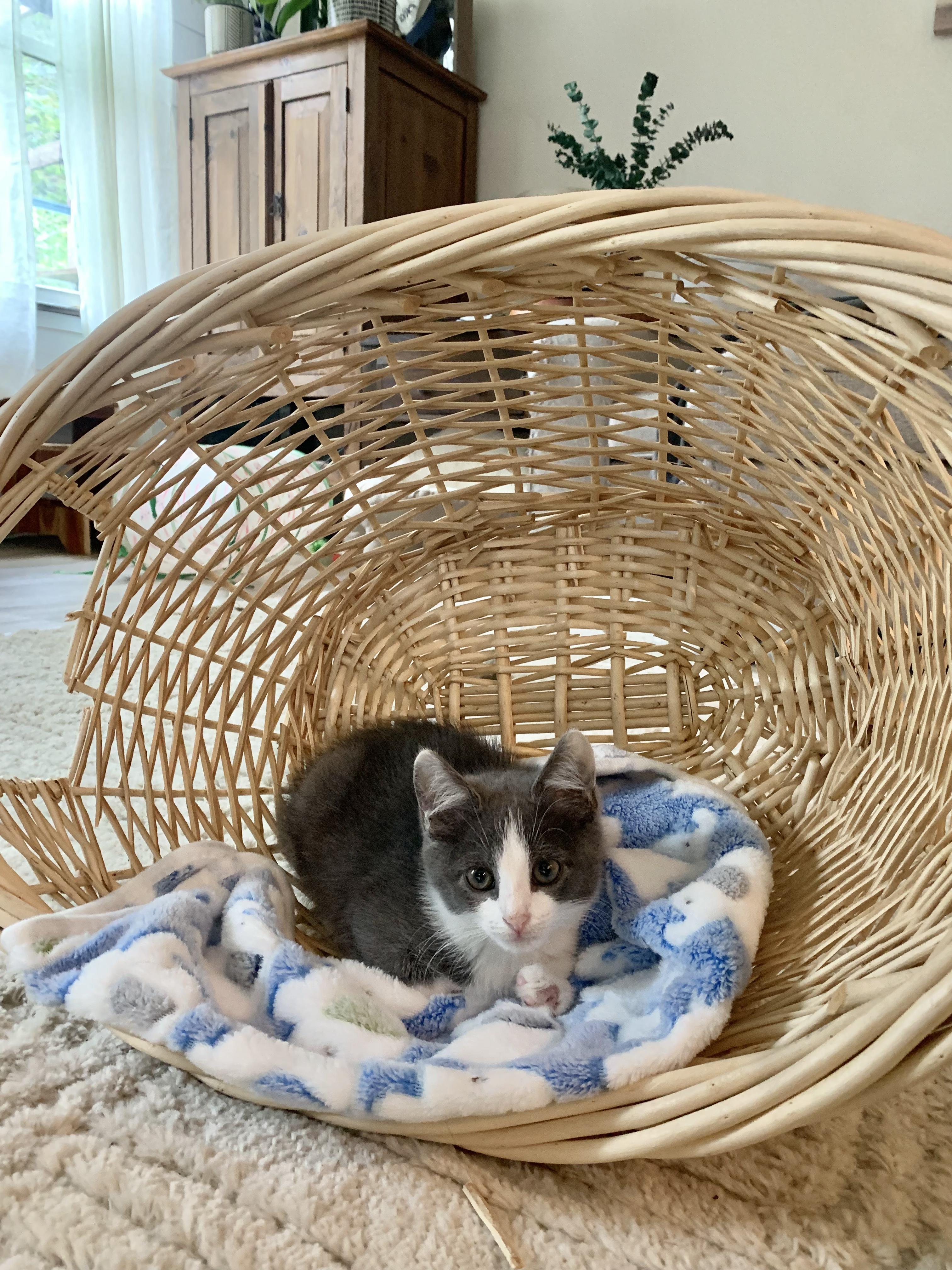 Enlarge Petey, a Adopted Domestic Short Hair in West Berlin, NJ image 5/5