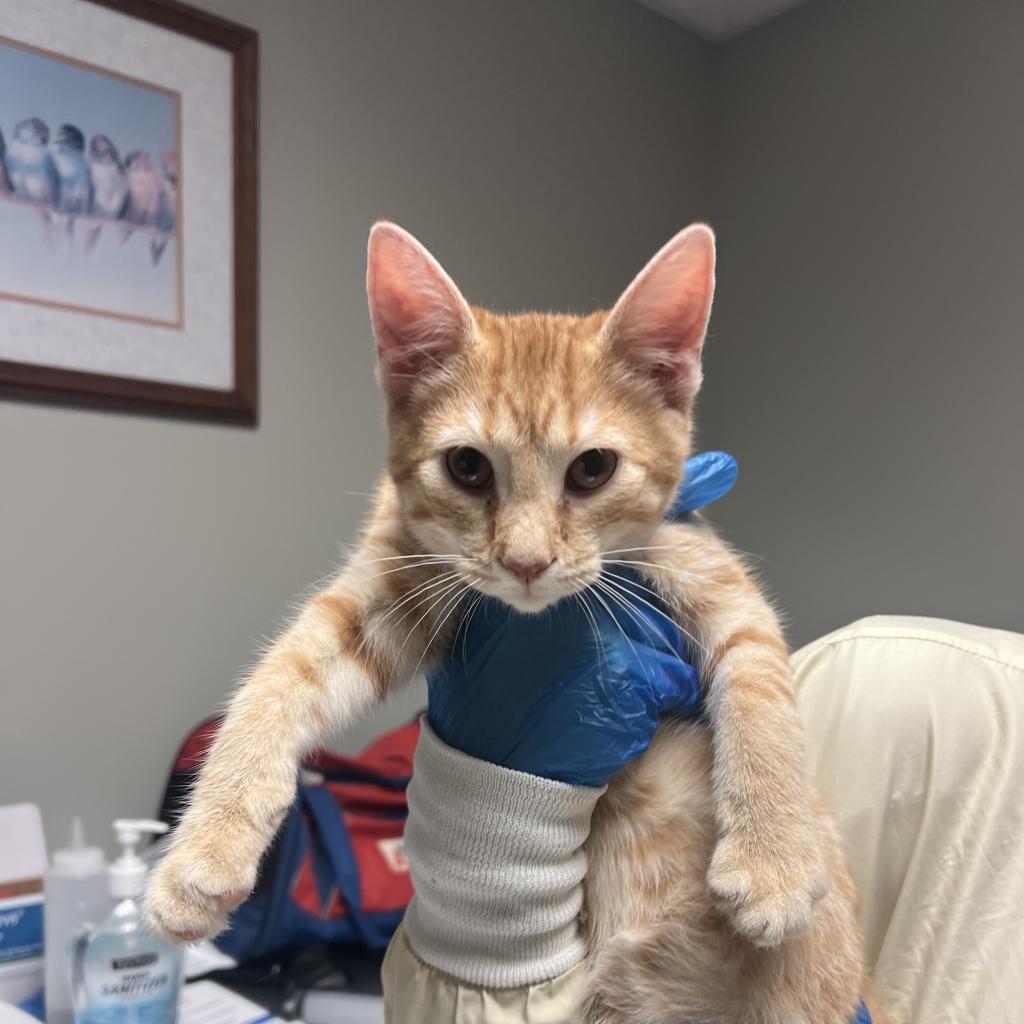 Pear, Adoptable, Young Male Domestic Short Hair.