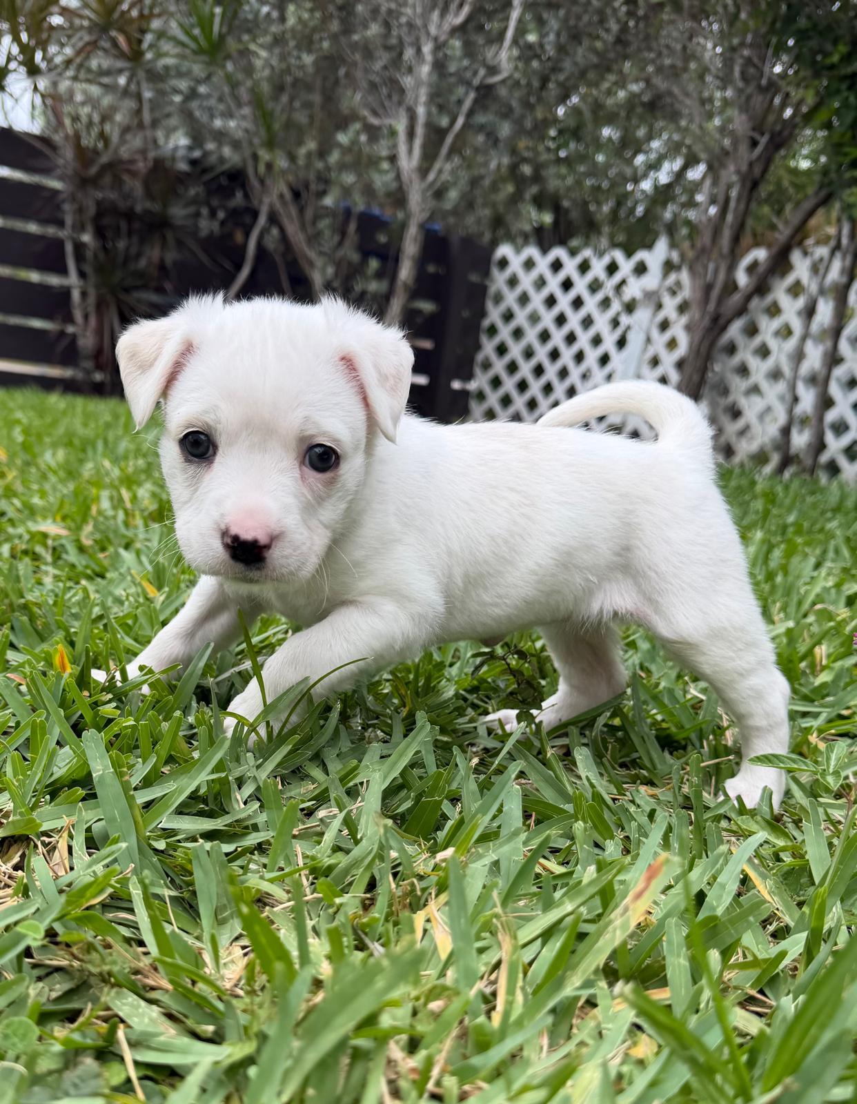 Paloma, ADOPTABLE, Puppy Female Mixed Breed.