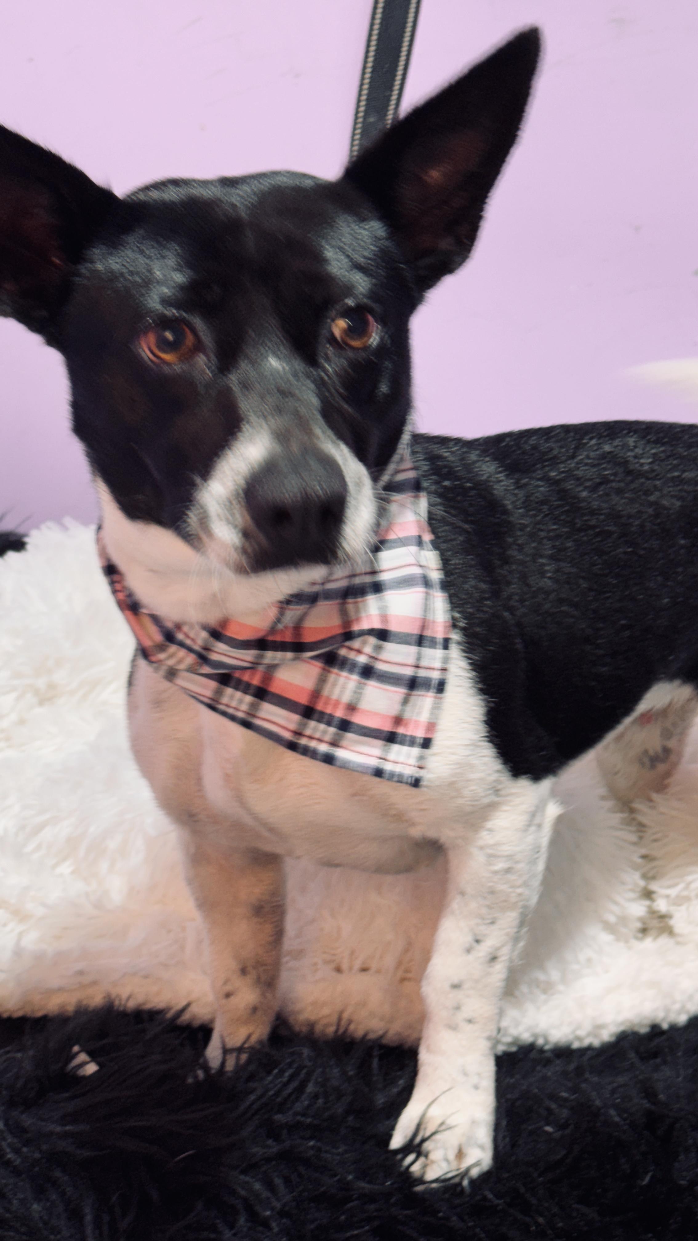 Enlarge Rachael Ray, an adopted mixed breed in Jacksonville, FL image 3/6