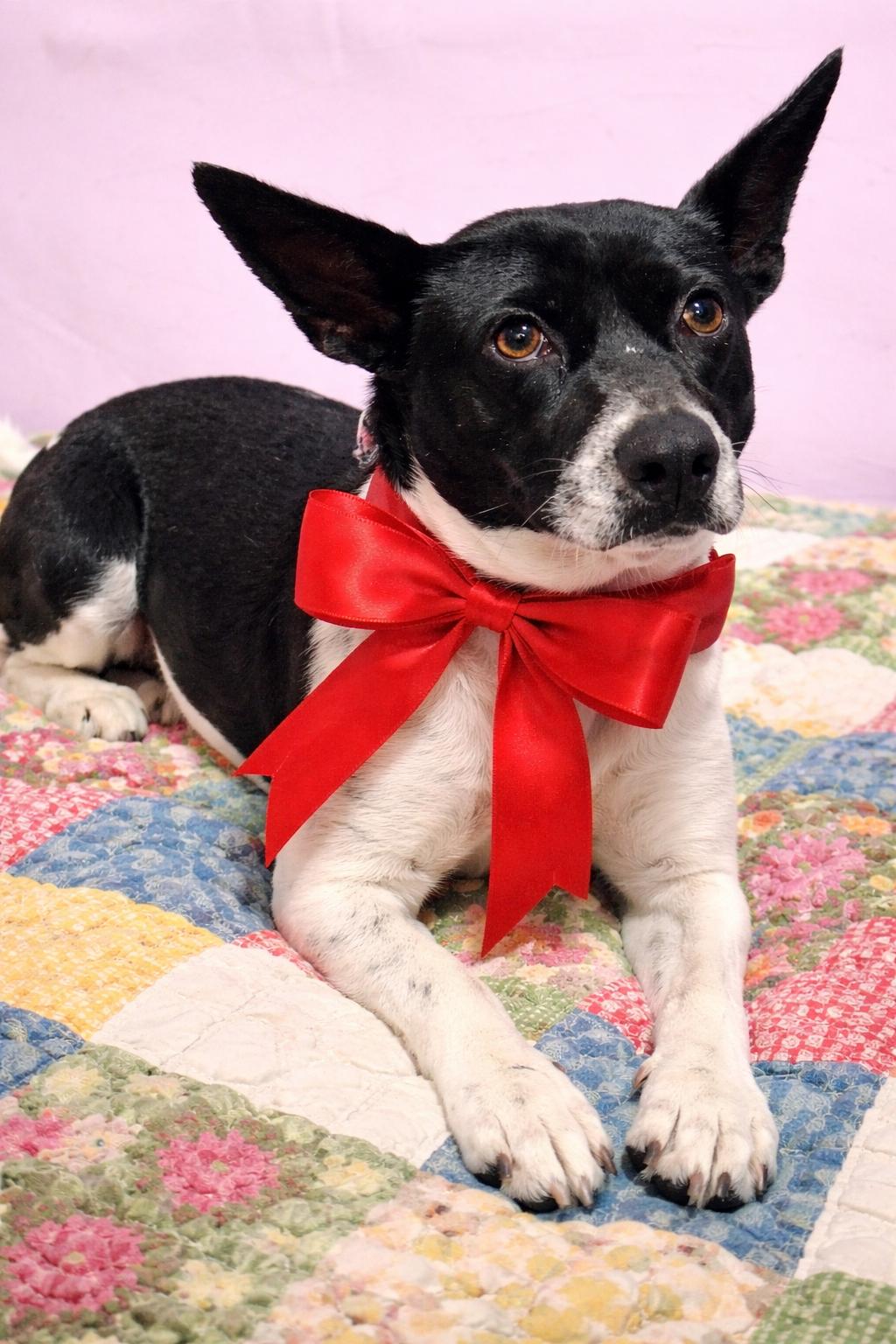 Enlarge Rachael Ray, an adopted mixed breed in Jacksonville, FL image 1/6