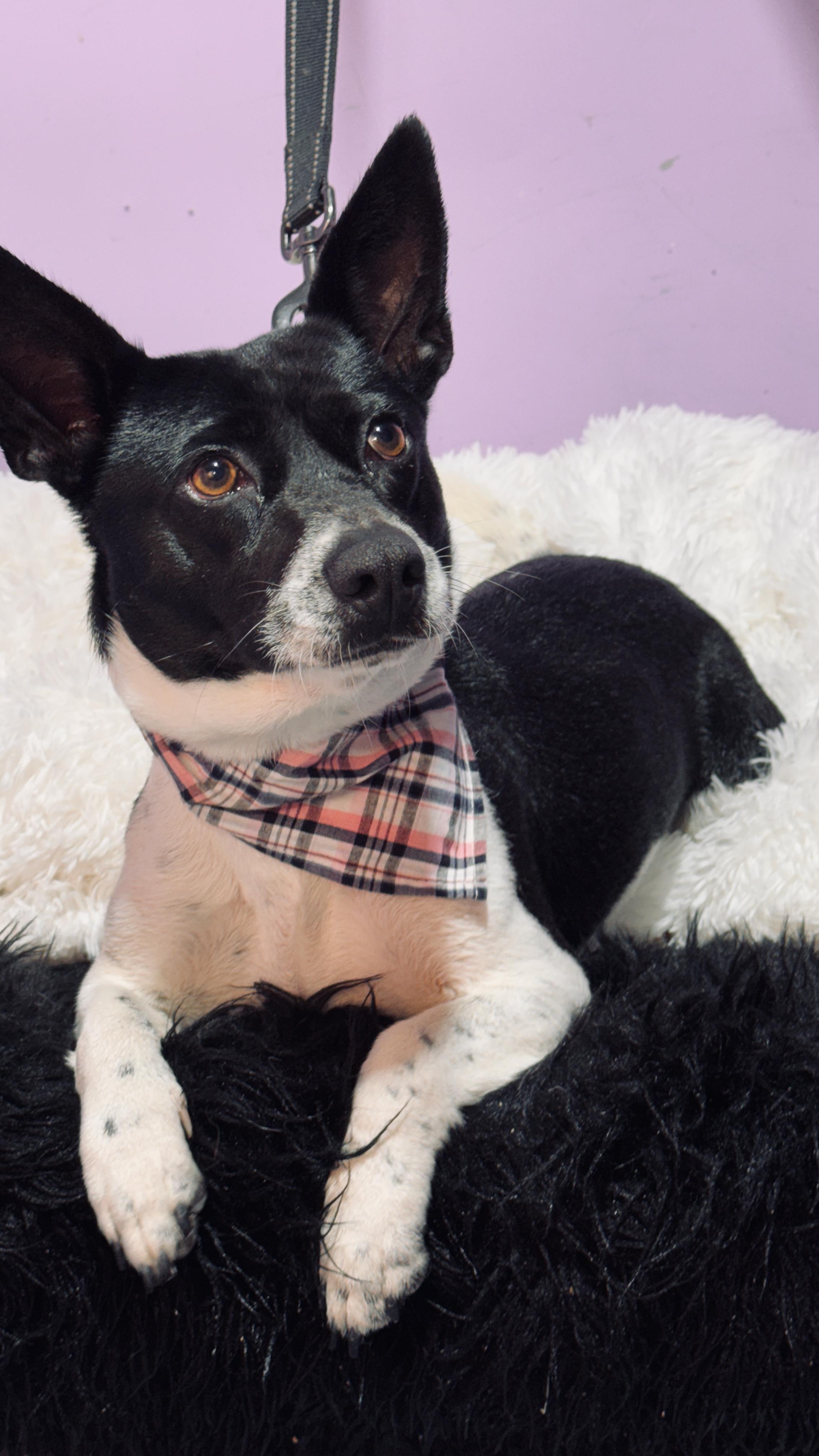 Enlarge Rachael Ray, an adopted mixed breed in Jacksonville, FL image 4/6