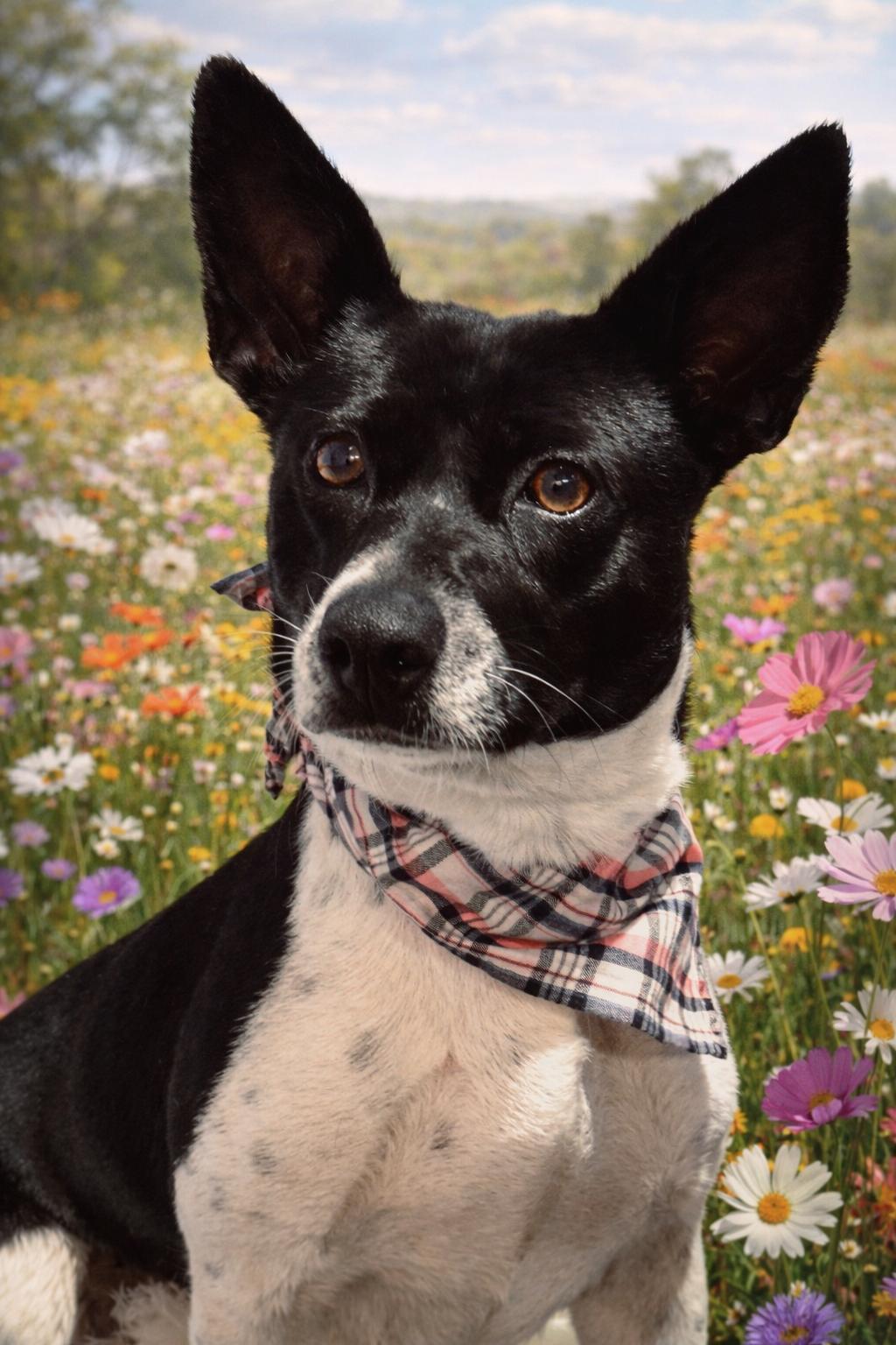 Enlarge Rachael Ray, an adopted mixed breed in Jacksonville, FL image 2/6