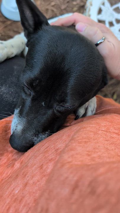 Enlarge Rachael Ray, an adopted mixed breed in Jacksonville, FL video 5/6