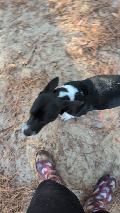 Enlarge Rachael Ray, an adopted mixed breed in Jacksonville, FL video 6/6