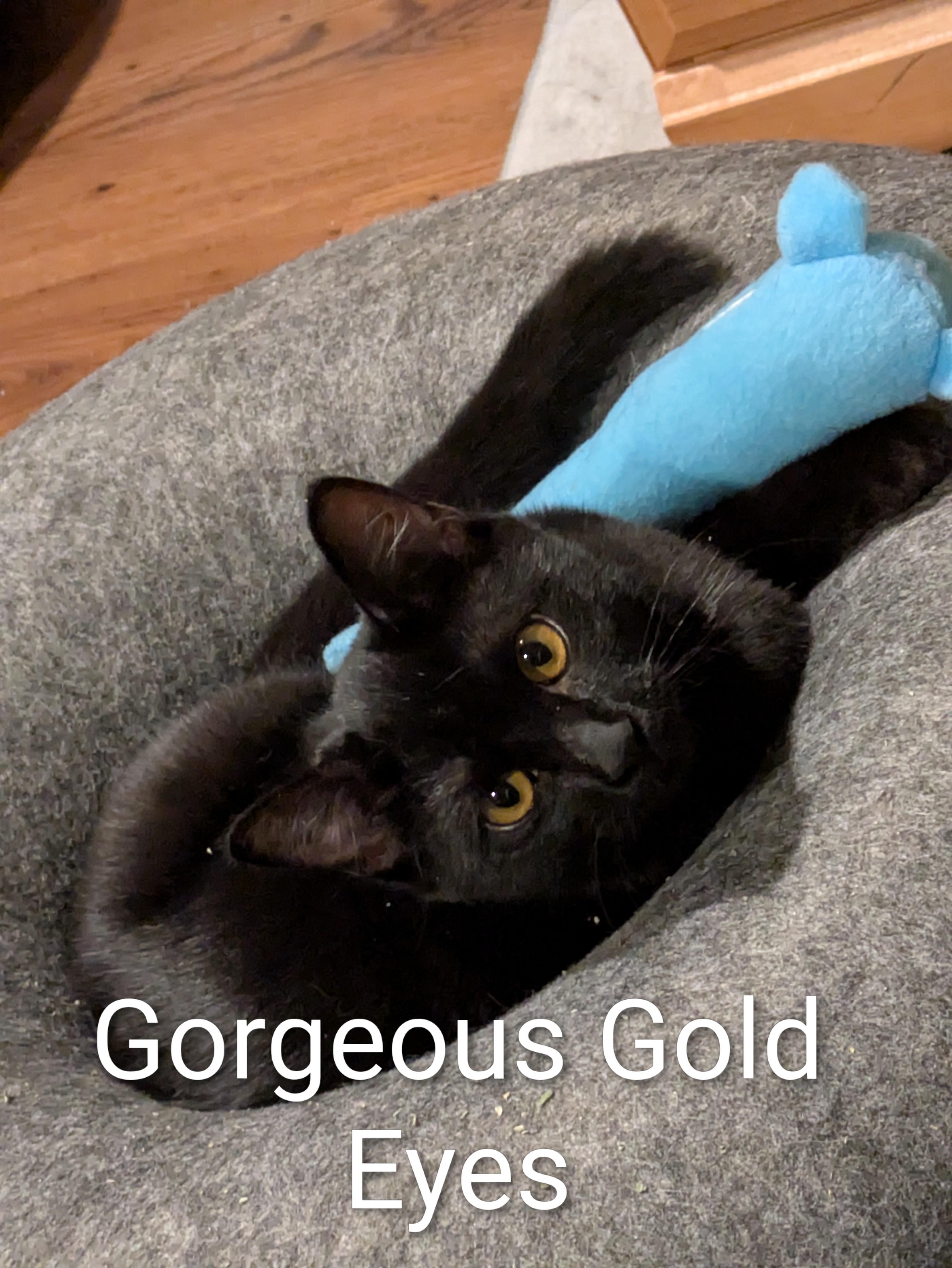 Felicity, a Adoptable mixed breed in West Richland, WA image 1/6