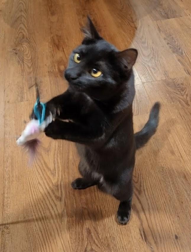 Felicity, Adoptable, Young Female Domestic Short Hair.