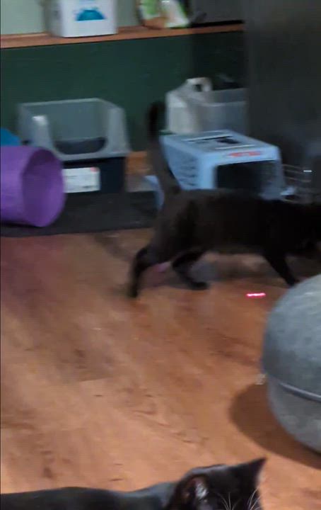 Enlarge Felicity, a Adoptable mixed breed in West Richland, WA video 2/6