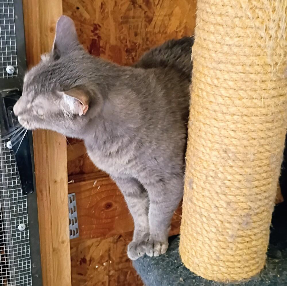 Enlarge Kim Chi, a Adoptable Domestic Short Hair in Thatcher, AZ image 2/3