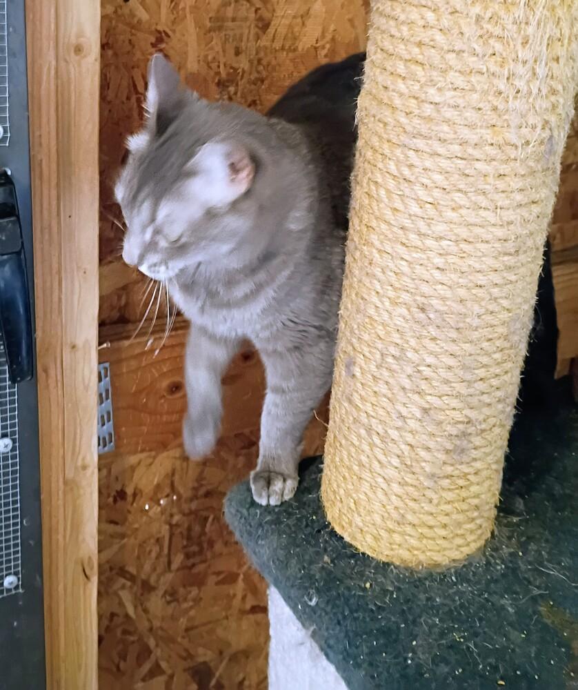 Enlarge Kim Chi, a Adoptable Domestic Short Hair in Thatcher, AZ image 3/3