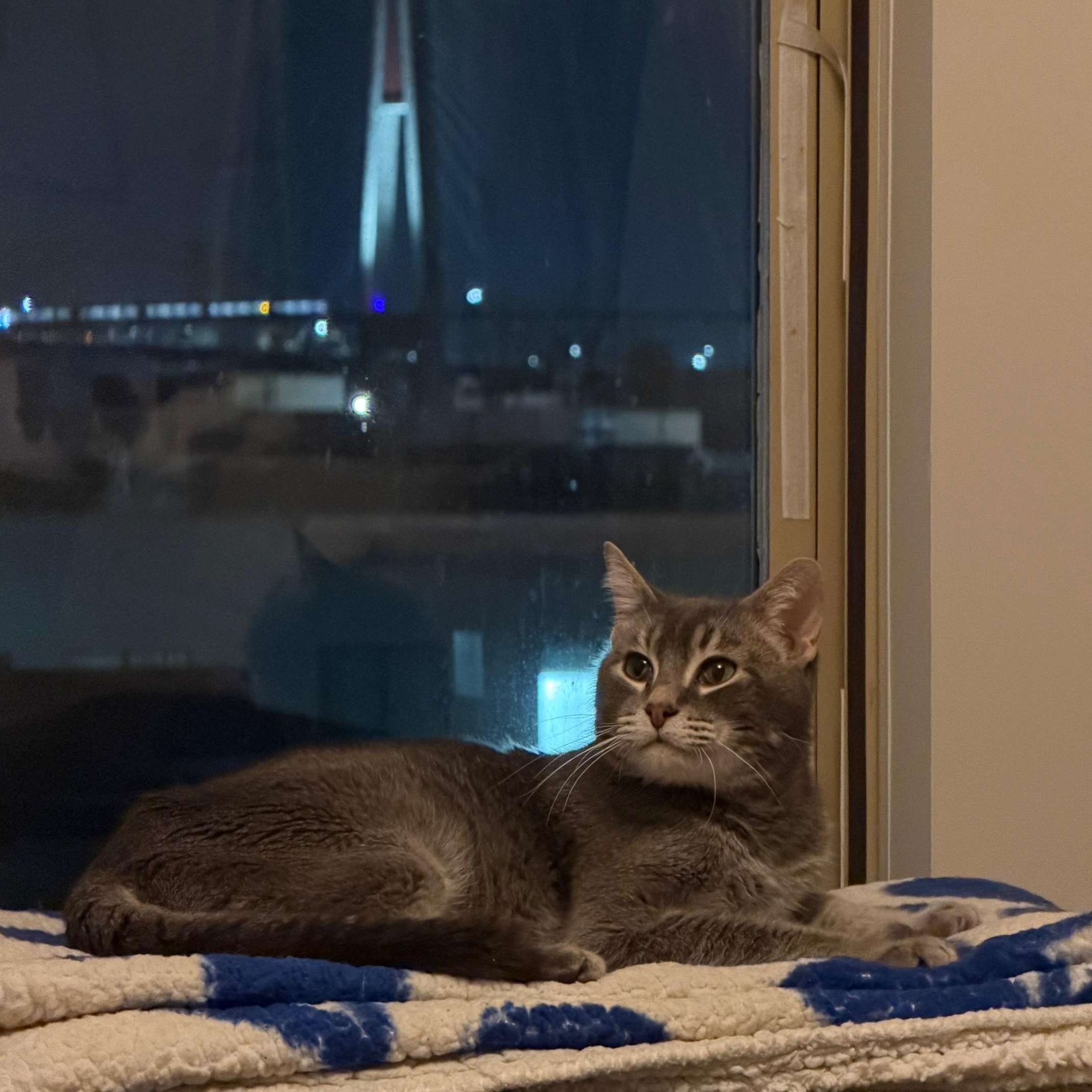 Enlarge Carbs, a ADOPTABLE Tabby in BURNABY, BC image 1/2