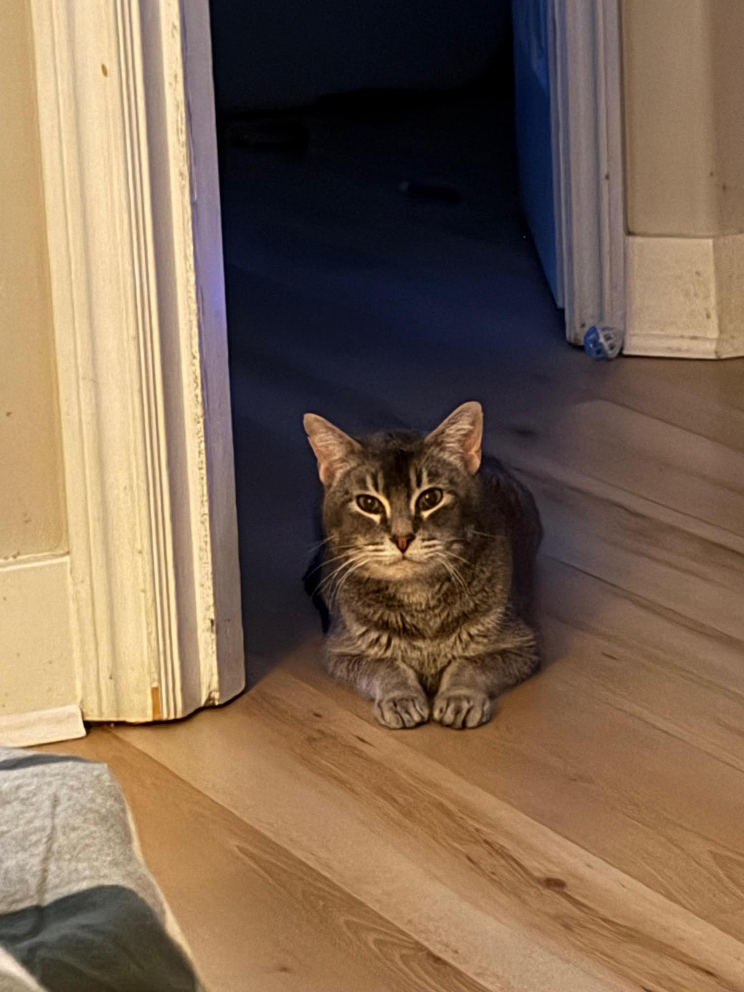 Enlarge Carbs, a ADOPTABLE Tabby in BURNABY, BC image 2/2