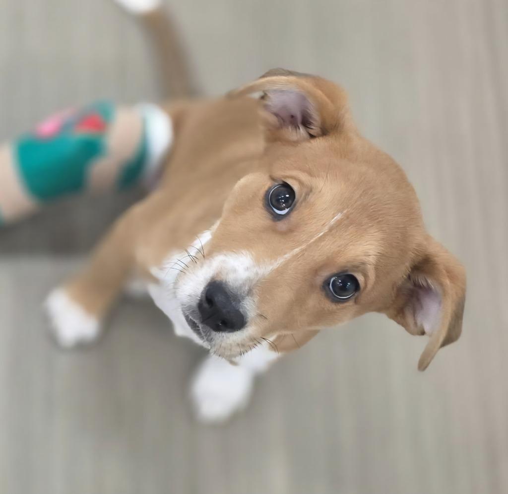 Enlarge Aries (nka Pretzel), a Adopted mixed breed in Indianola, IA image 1/1