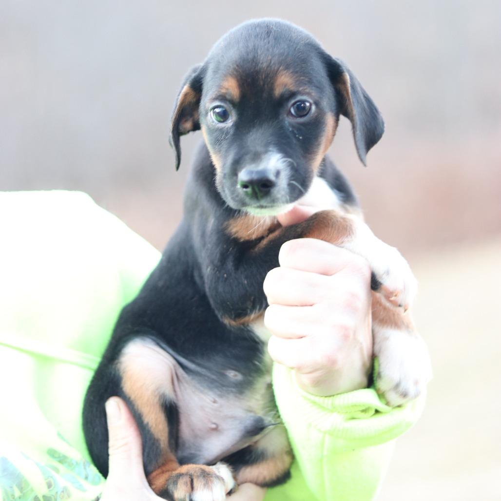 Enlarge CT Bobsled, a Adoptable mixed breed in Stormville, NY image 2/6
