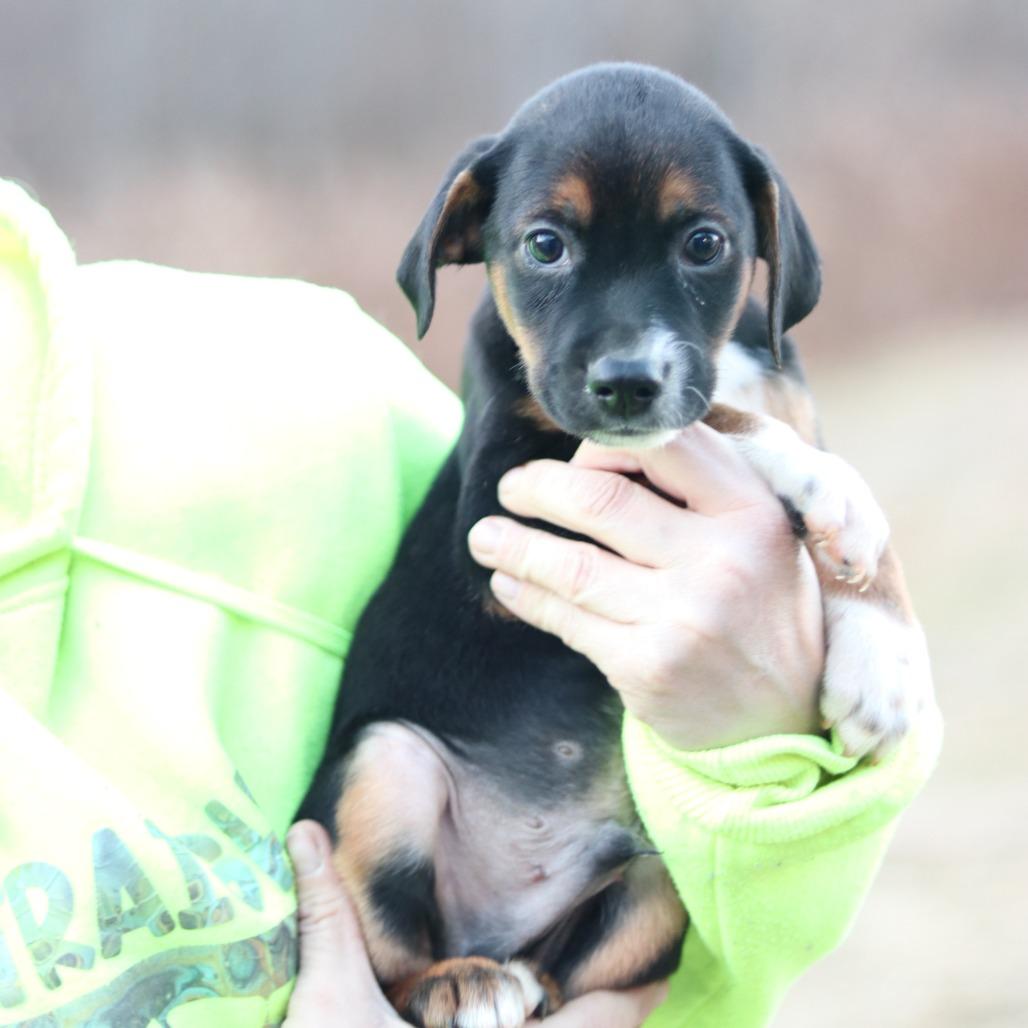 Enlarge CT Bobsled, a Adoptable mixed breed in Stormville, NY image 3/6