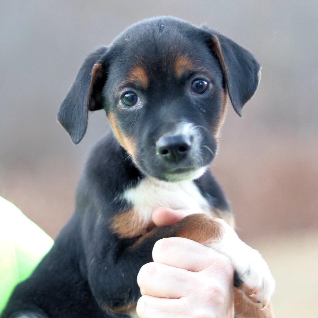 Enlarge CT Bobsled, a Adoptable mixed breed in Stormville, NY image 4/6