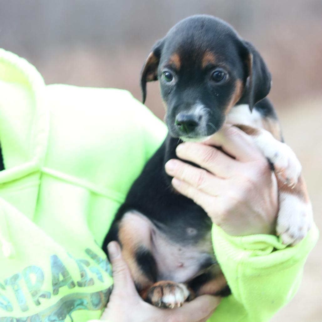 Enlarge CT Bobsled, a Adoptable mixed breed in Stormville, NY image 5/6