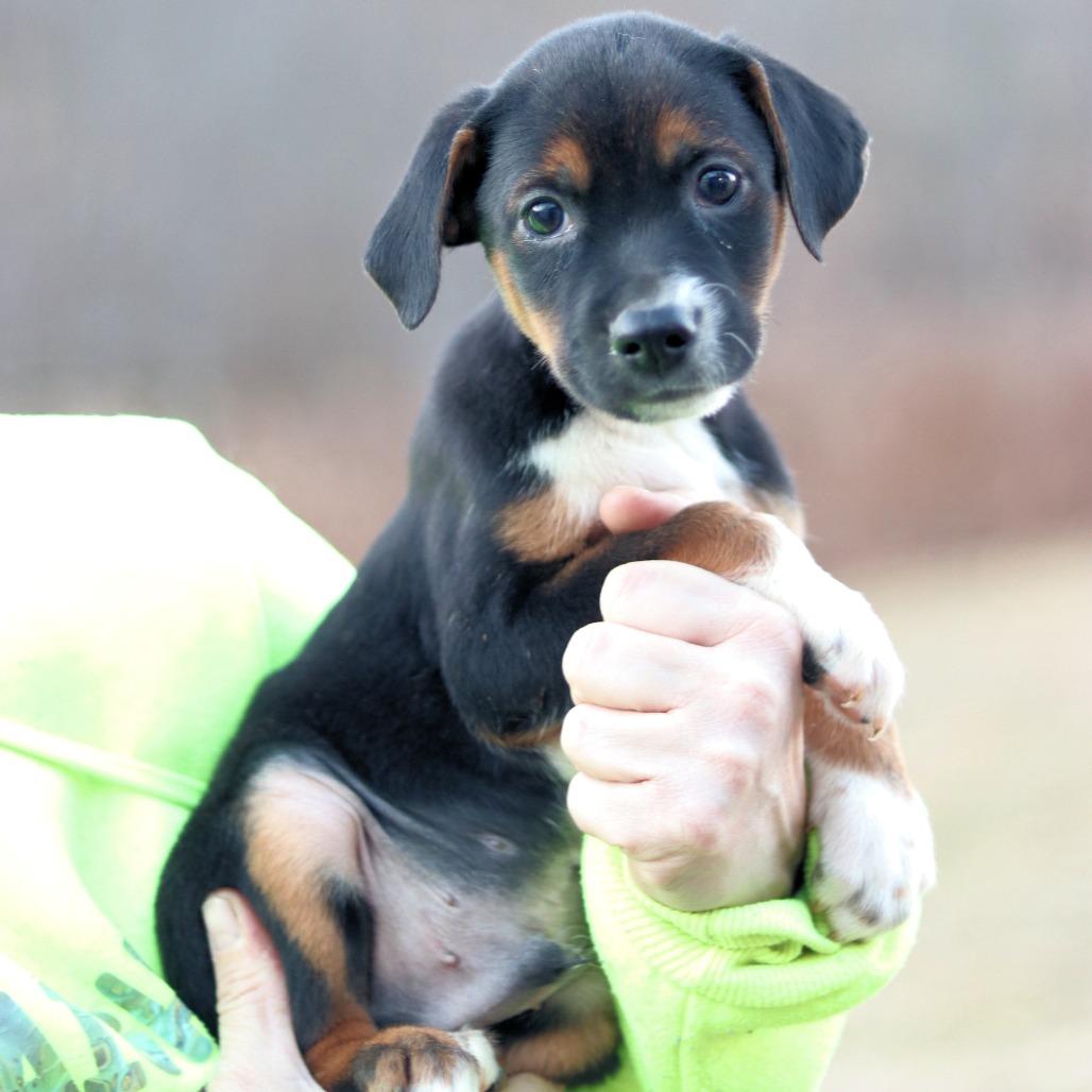 Enlarge CT Bobsled, a Adoptable mixed breed in Stormville, NY image 6/6