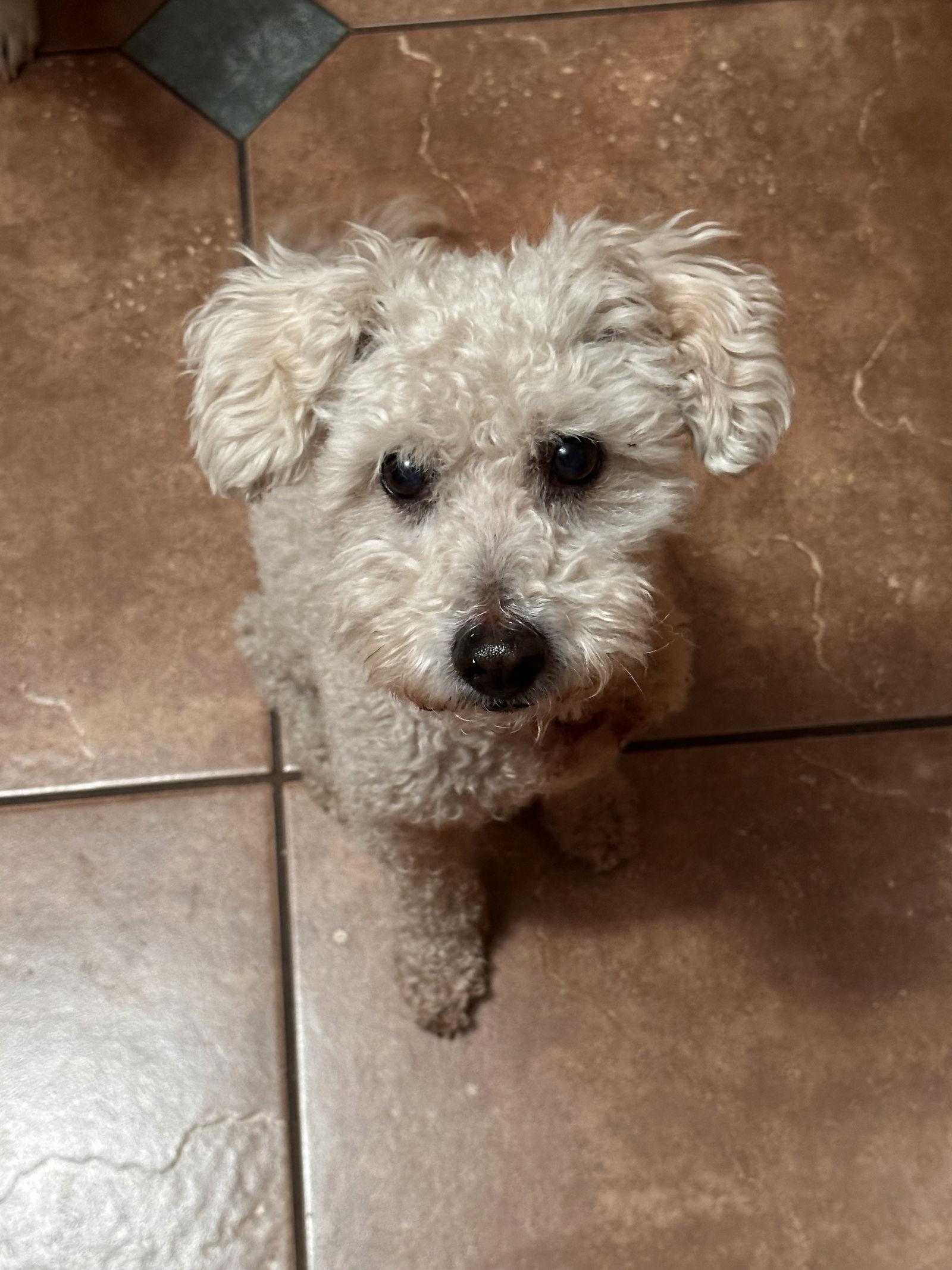 Rocco, Adopted, Adult Male Poodle.