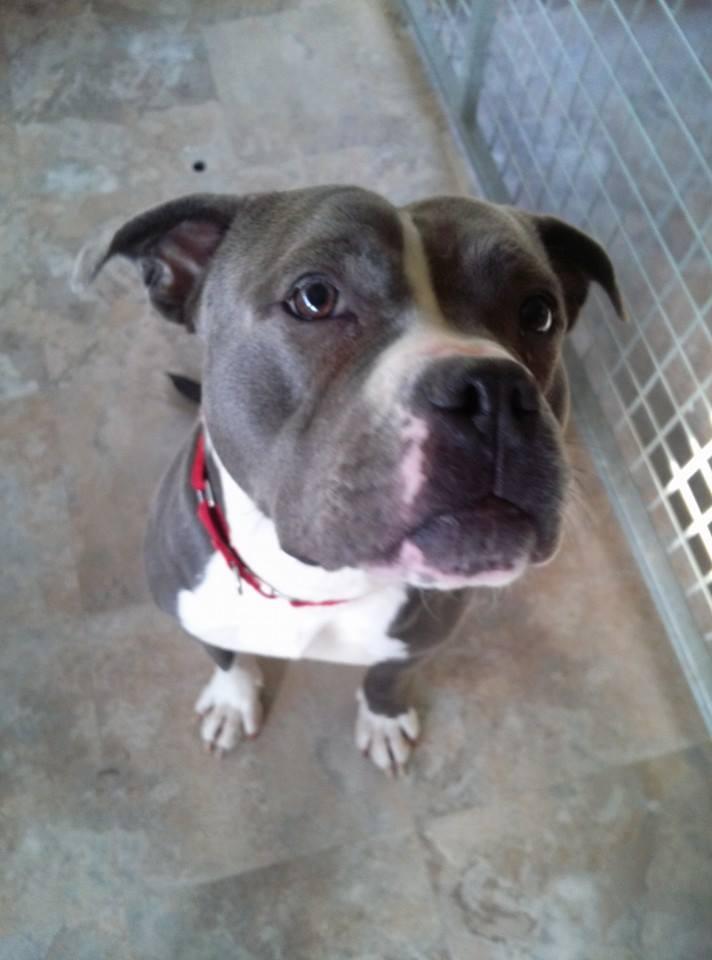 Enlarge Cameo, a Adoptable mixed breed in Westminster, MD image 3/5