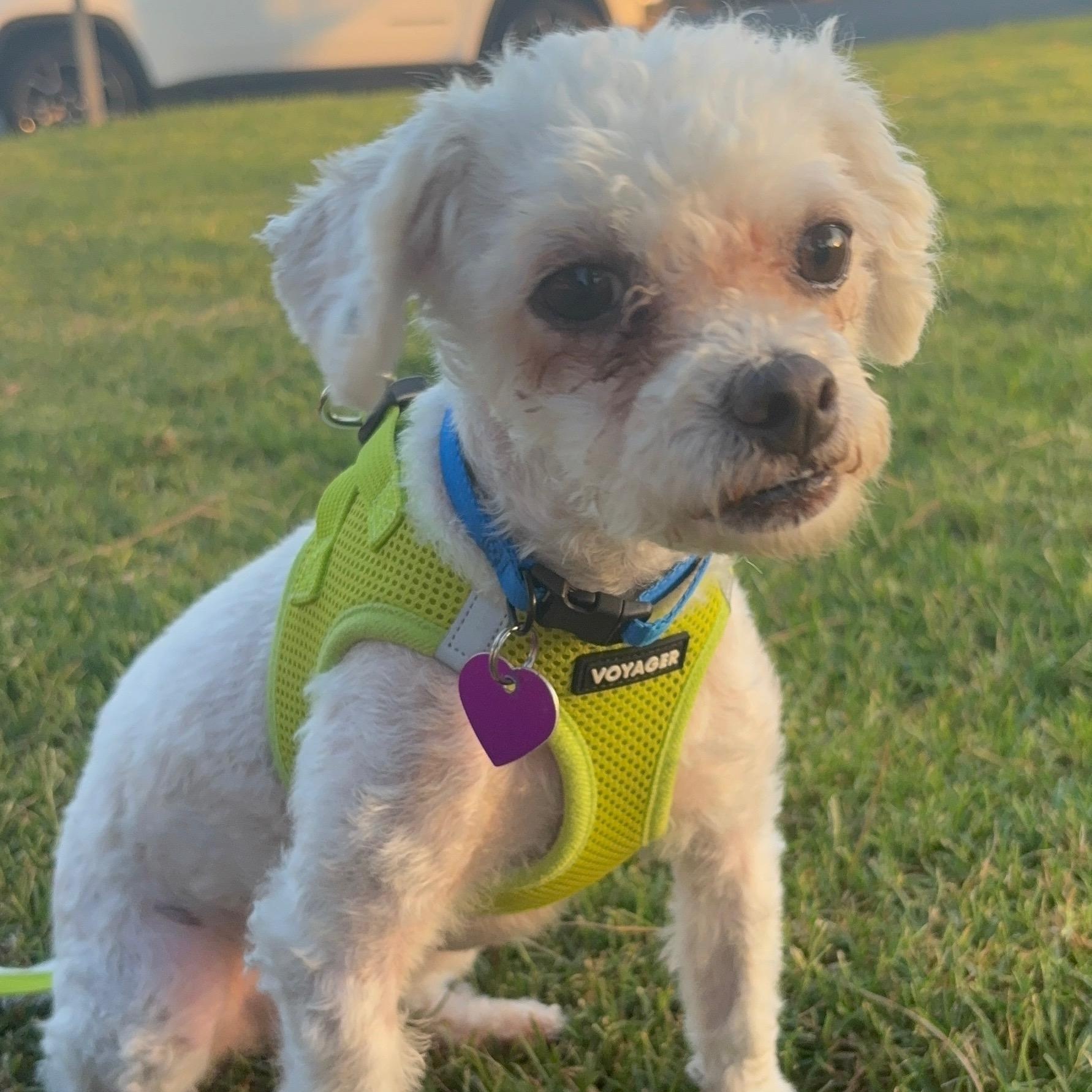 Enlarge Cody, an adopted mixed breed in Covina, CA image 2/5