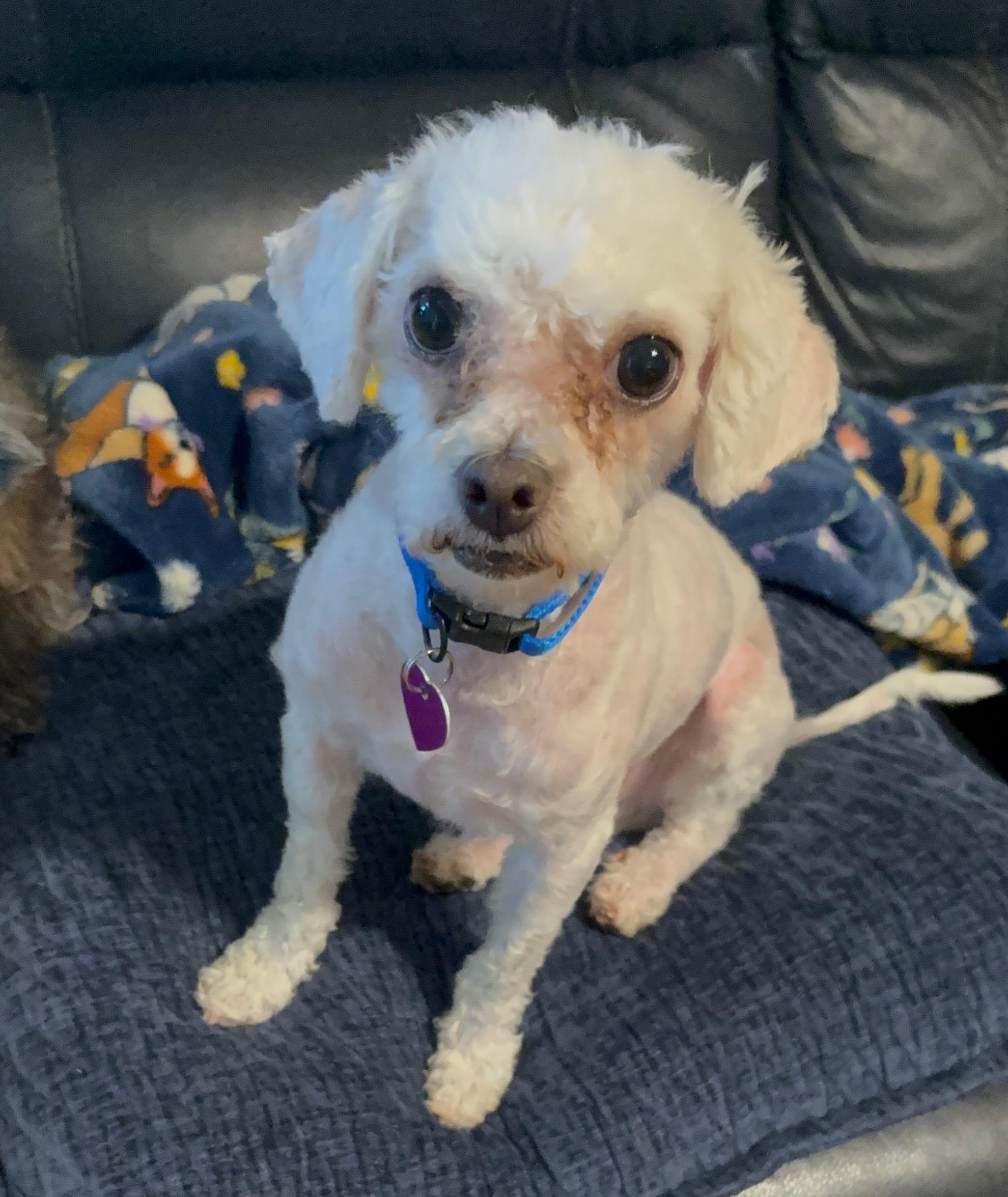 Enlarge Cody, a ADOPTABLE mixed breed in Covina, CA image 1/3