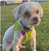 Enlarge Cody, an adopted mixed breed in Covina, CA image 1/5