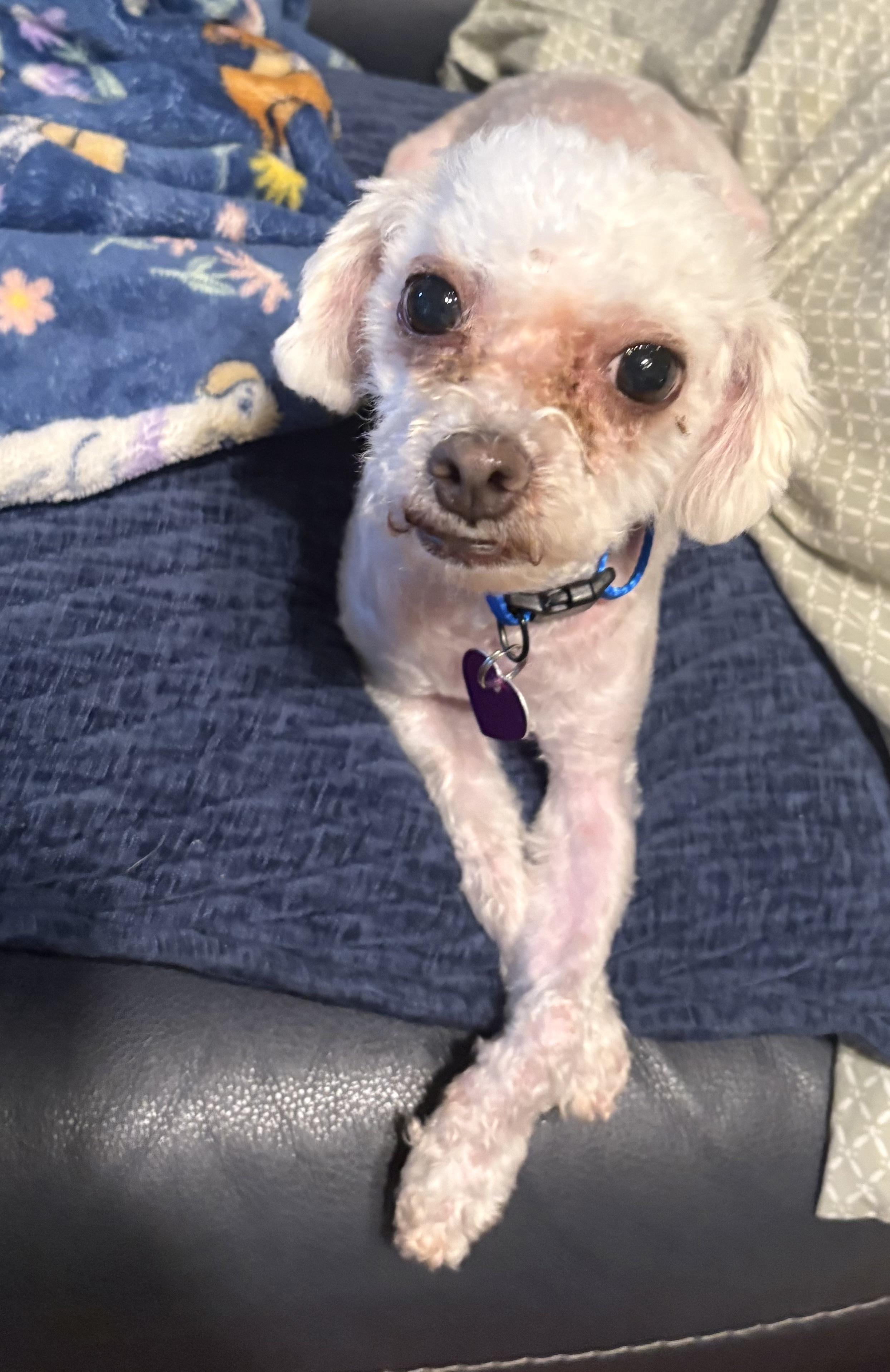Enlarge Cody, a ADOPTABLE mixed breed in Covina, CA image 2/3