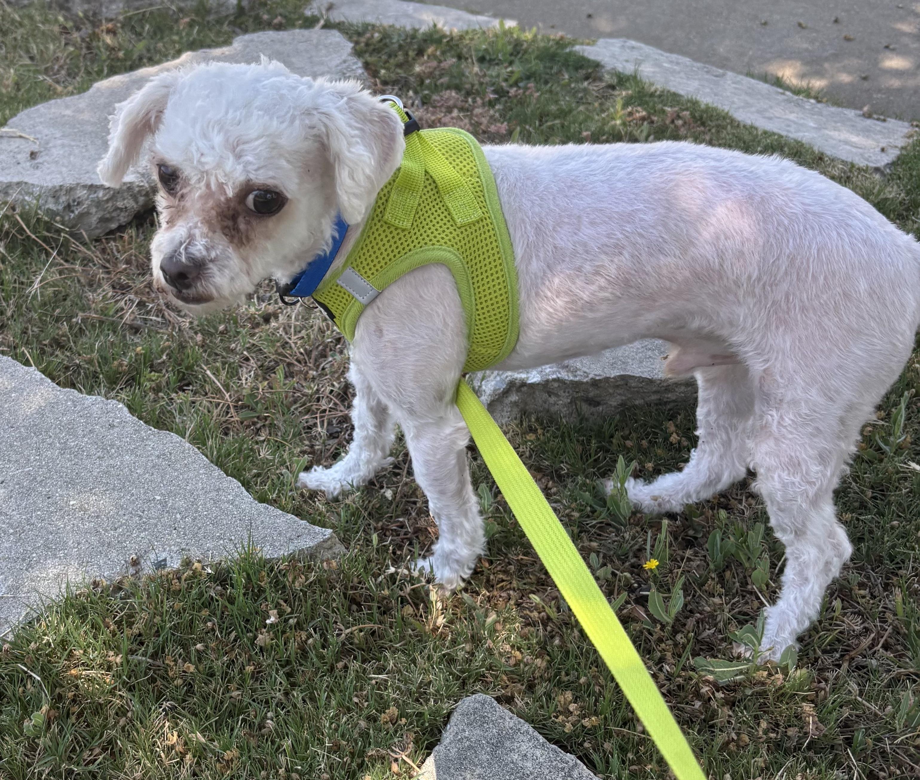 Enlarge Cody, a ADOPTABLE mixed breed in Covina, CA image 3/3