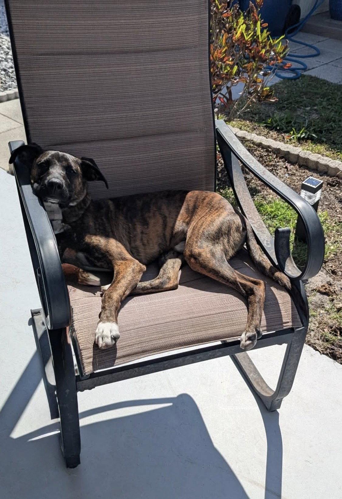 Elmo, Adoptable, Young Male Mountain Cur.