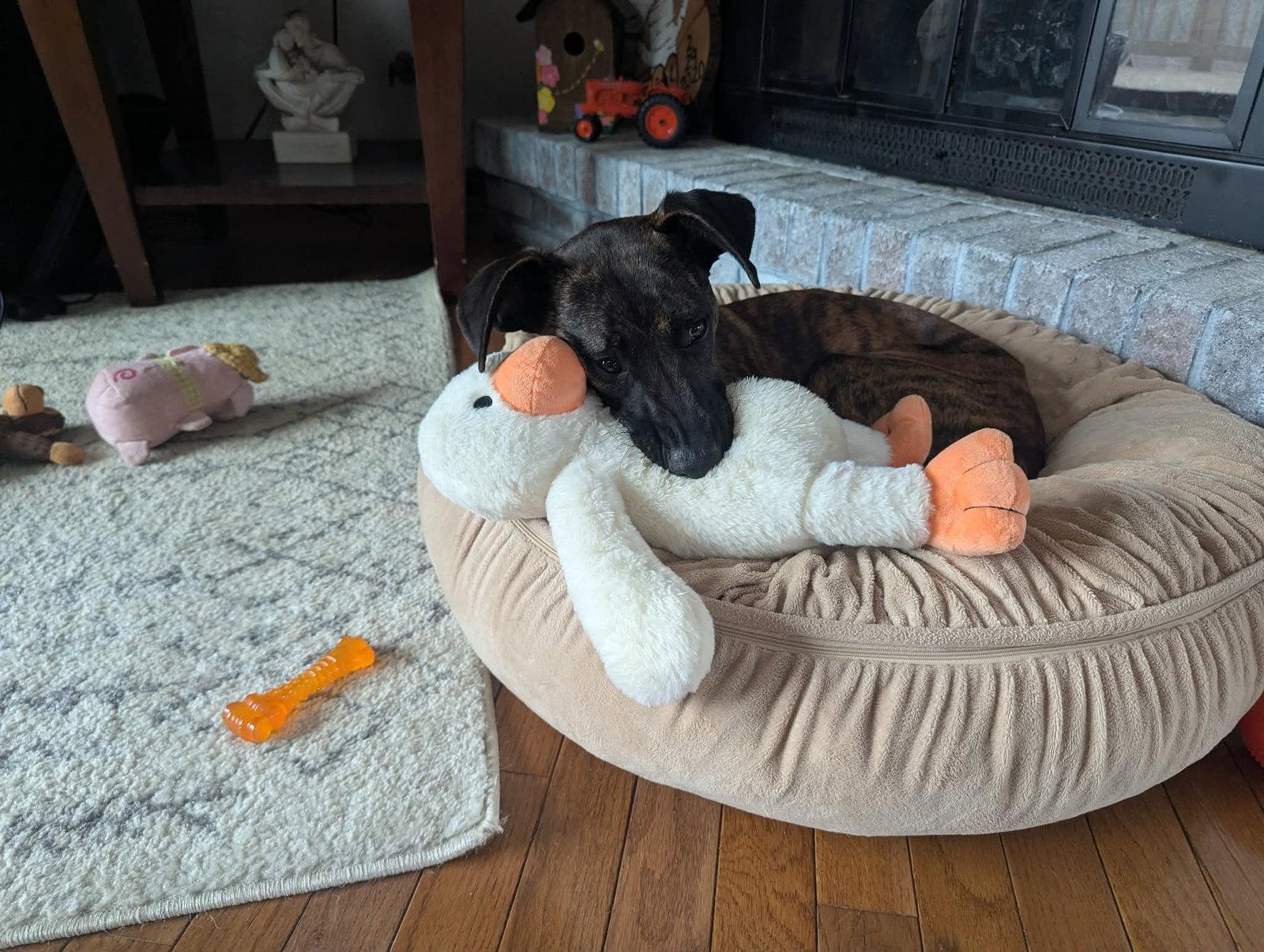 Elmo, a Adoptable Mountain Cur in Elgin, IL image 2/3