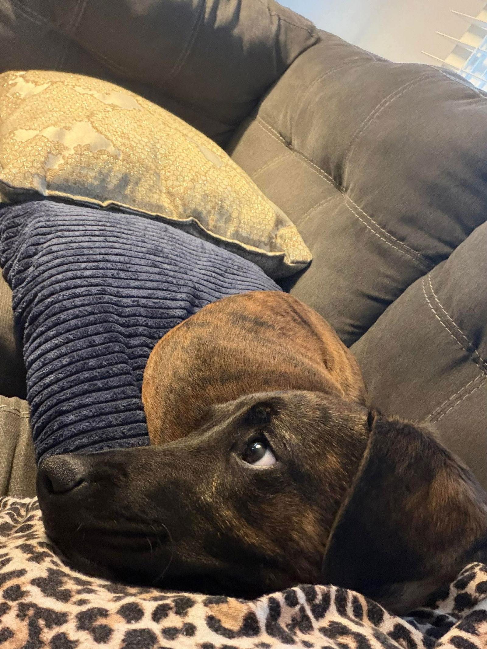 Elmo, Adoptable, Young Male Mountain Cur.