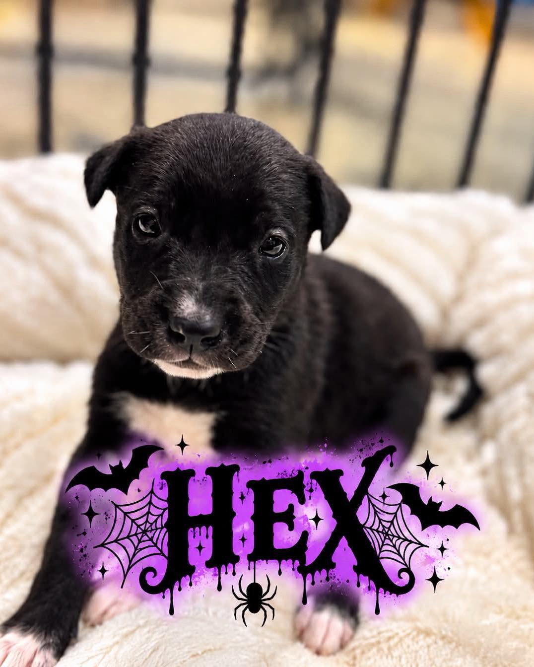 Enlarge Hex, a Adoptable mixed breed in Grand Bay, AL image 1/1