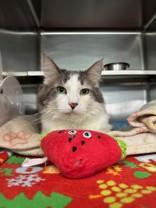 Walter, adopted, Adult Male Domestic Medium Hair.
