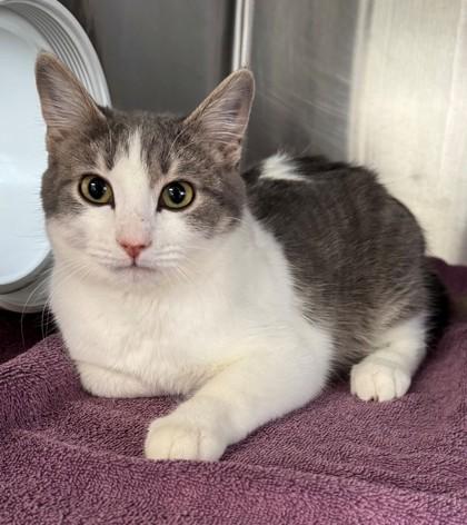 Aurora, a Adoptable Domestic Short Hair in Willmar, MN image 1/2