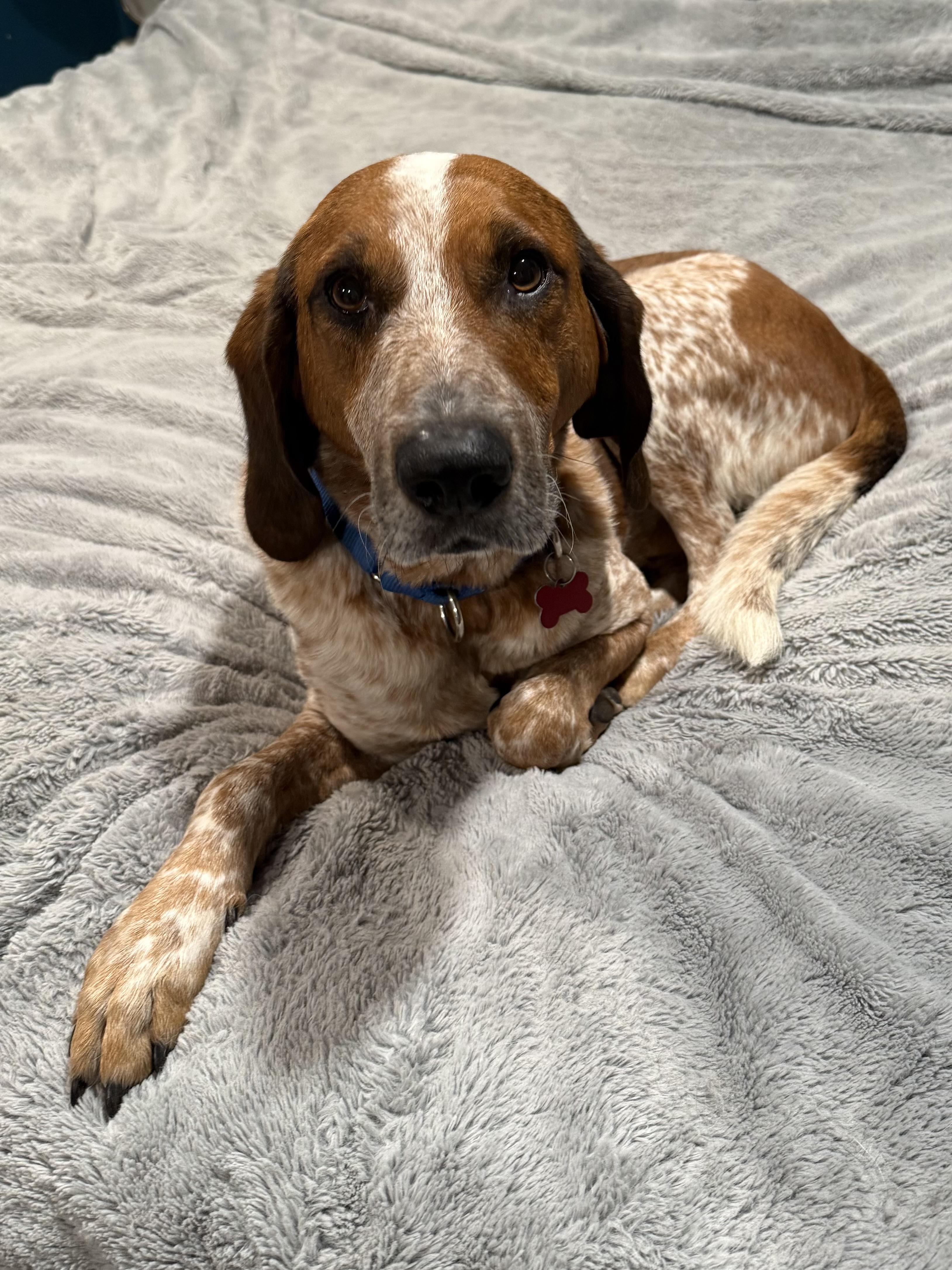Red, Adoptable, Adult Male English Coonhound.