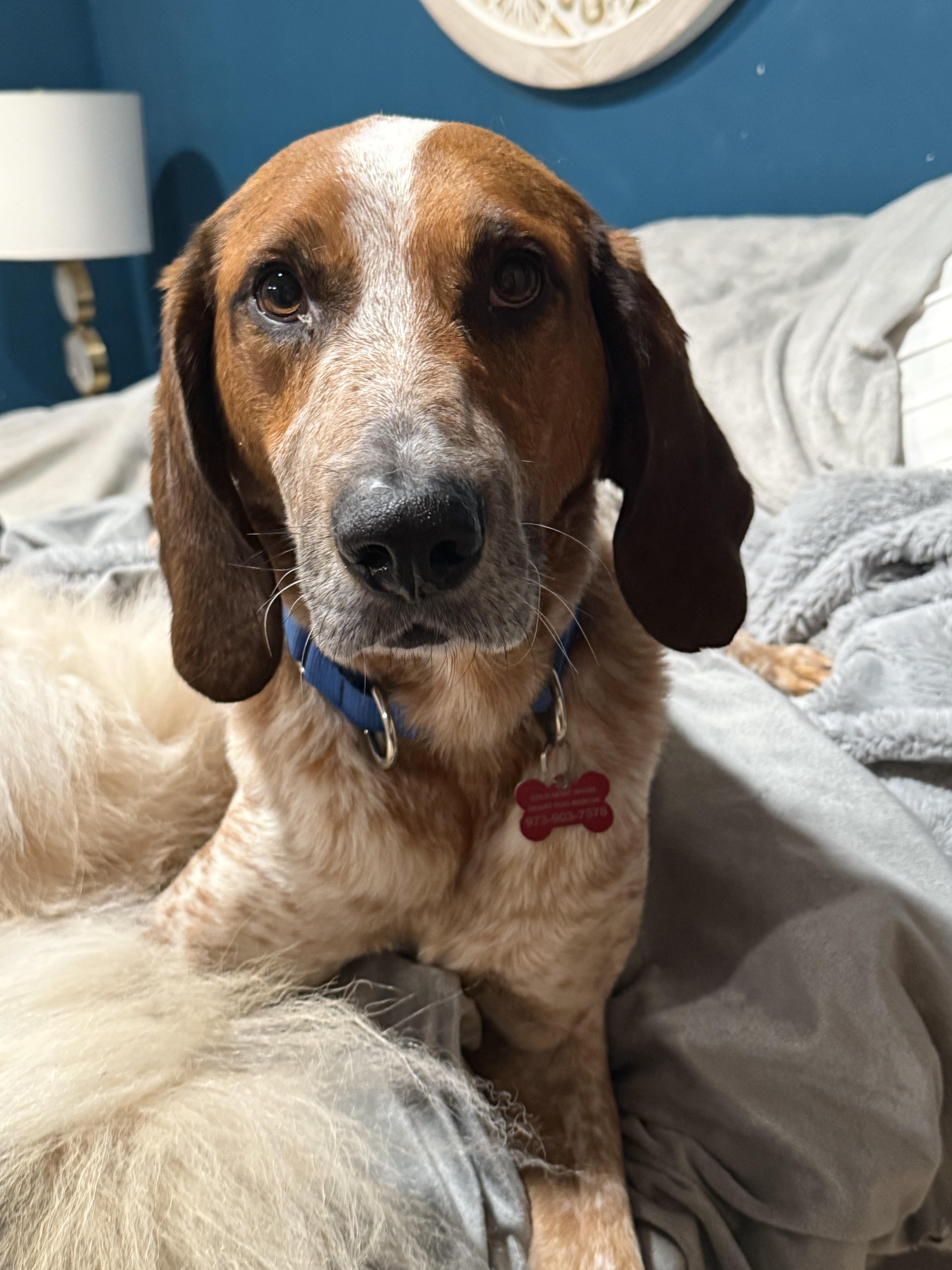 Red, a Adoptable mixed breed image 2/6