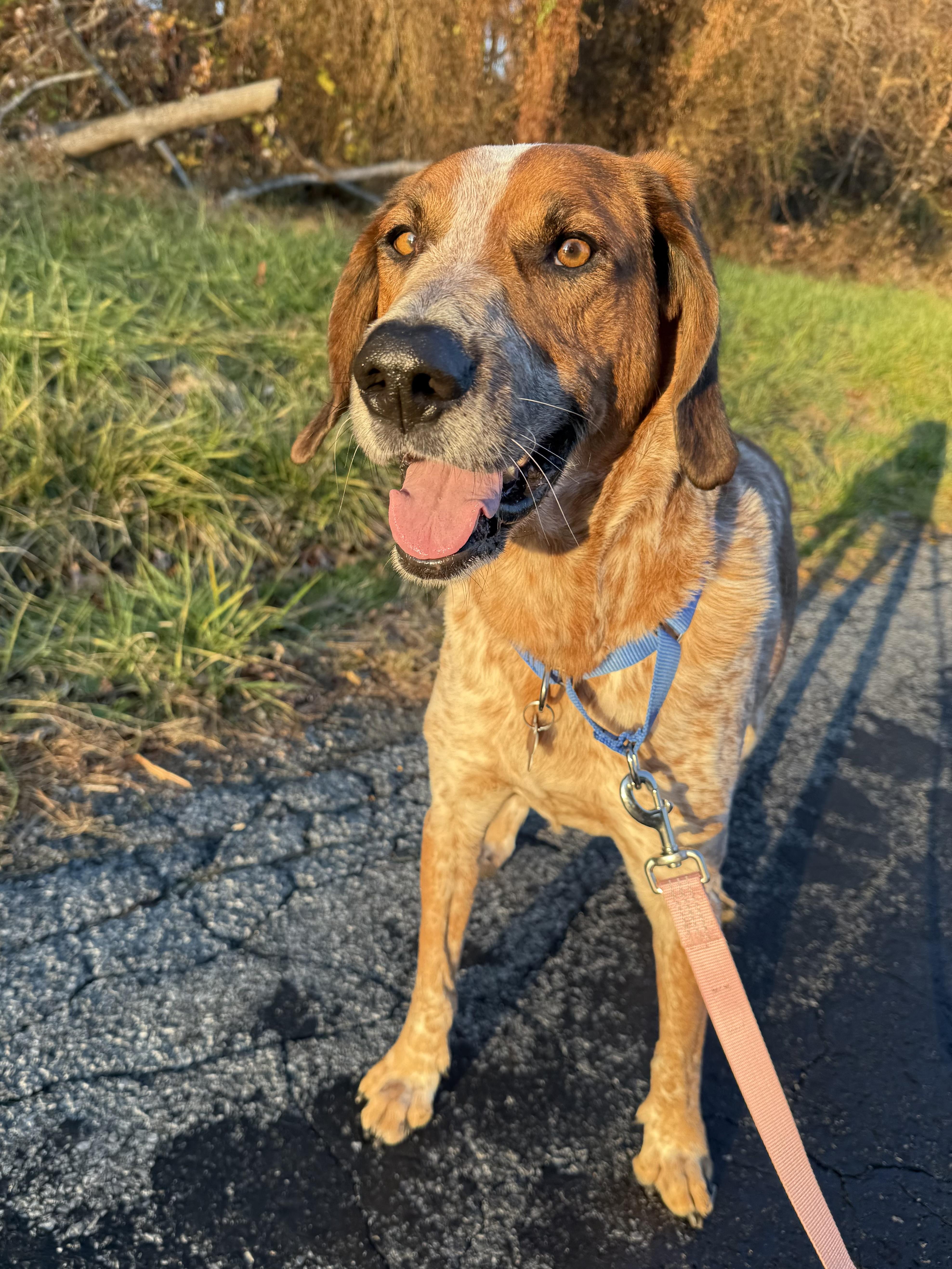 Red, a Adoptable mixed breed image 3/6