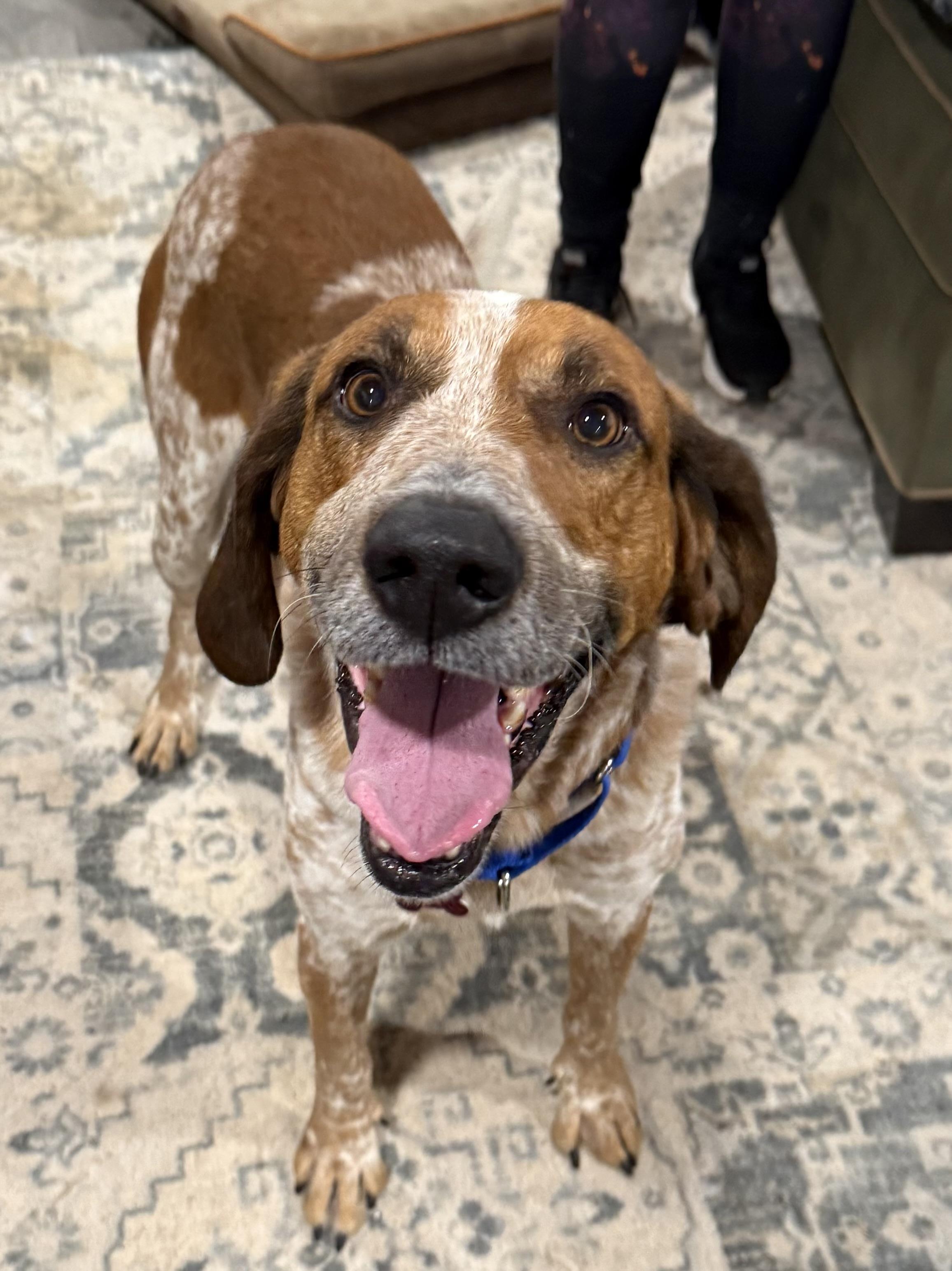 Red, a Adoptable mixed breed image 4/6