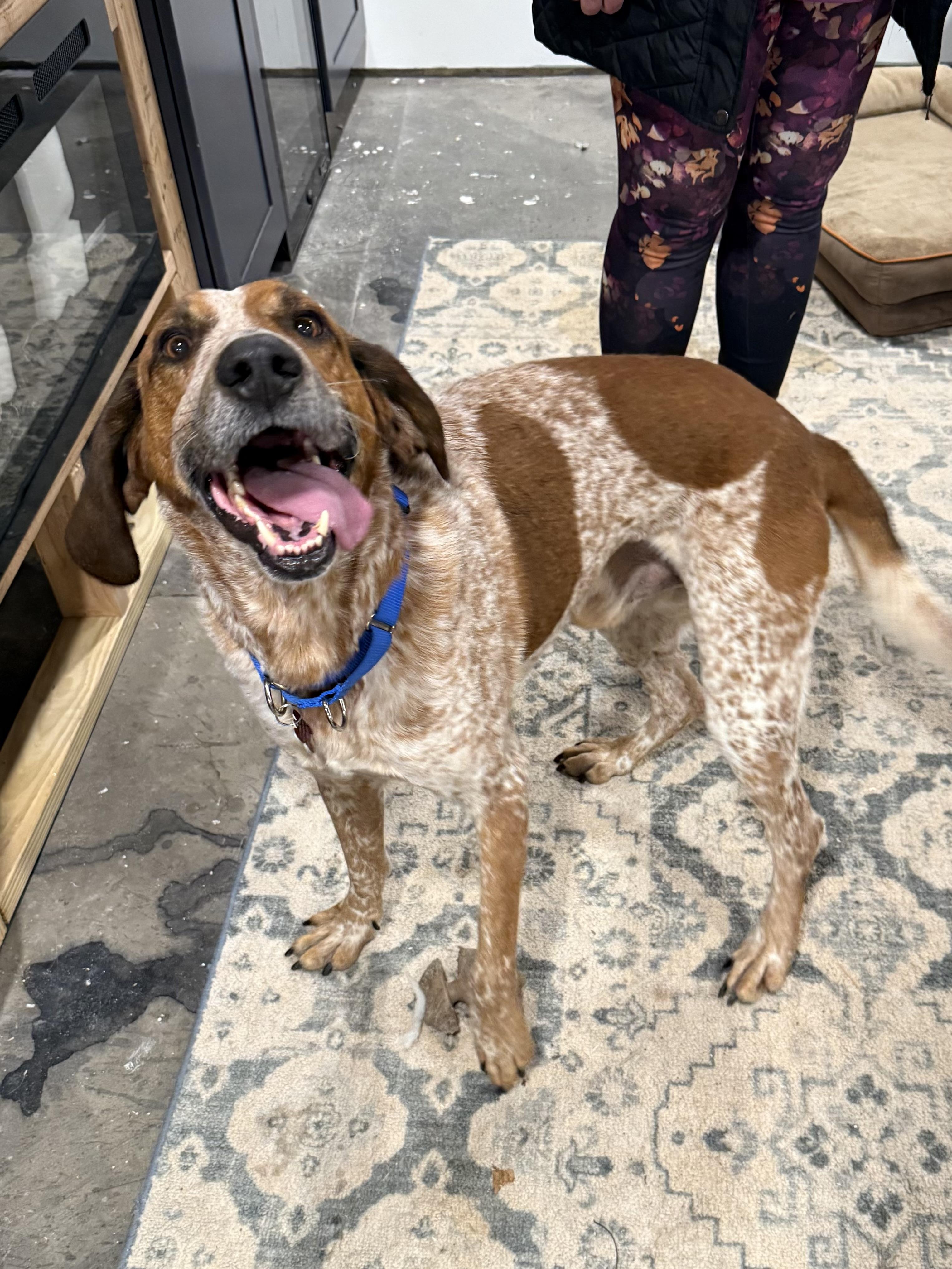 Red, a Adoptable mixed breed image 5/6