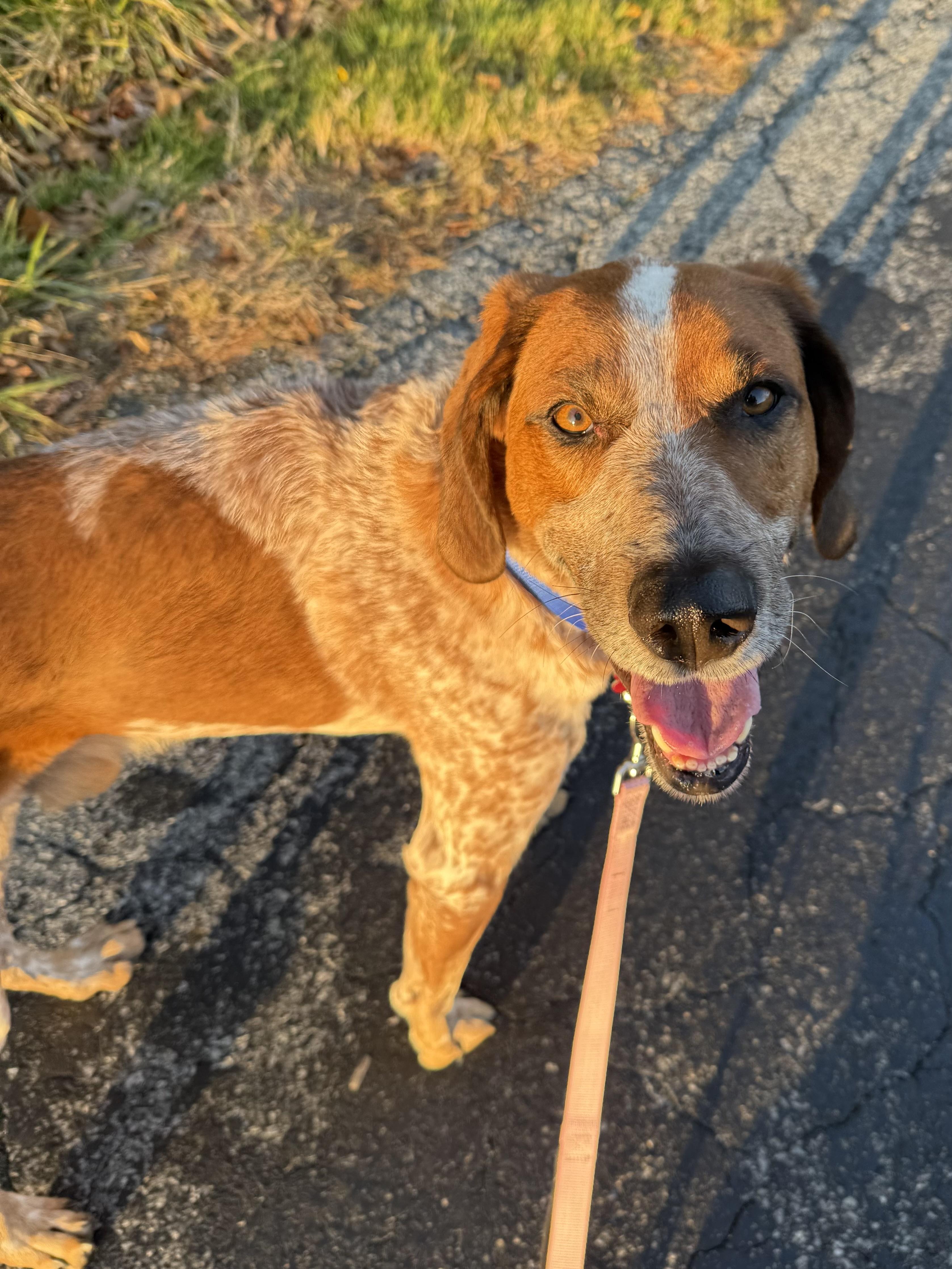 Red, a Adoptable mixed breed image 6/6