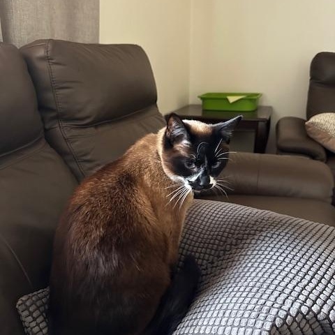 Lulu