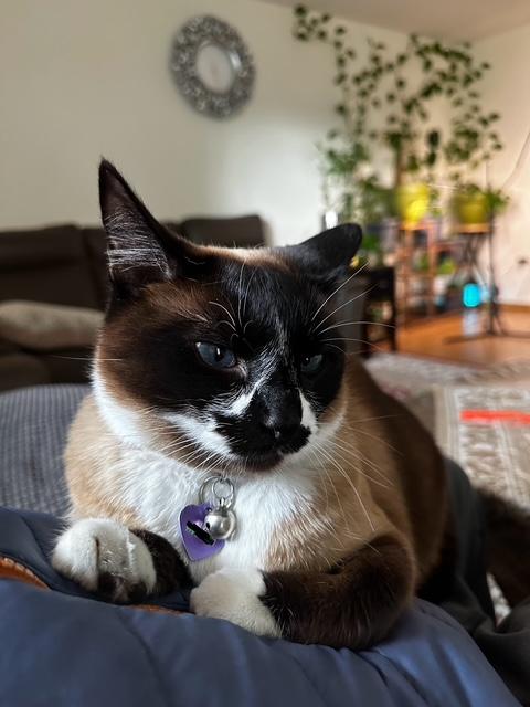 Lulu