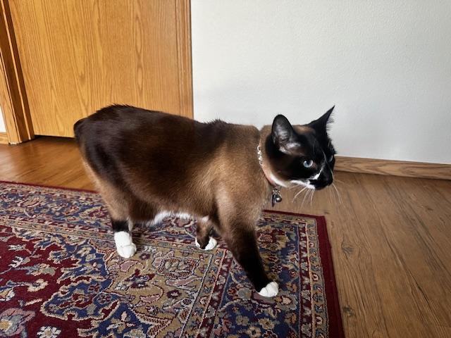 Lulu
