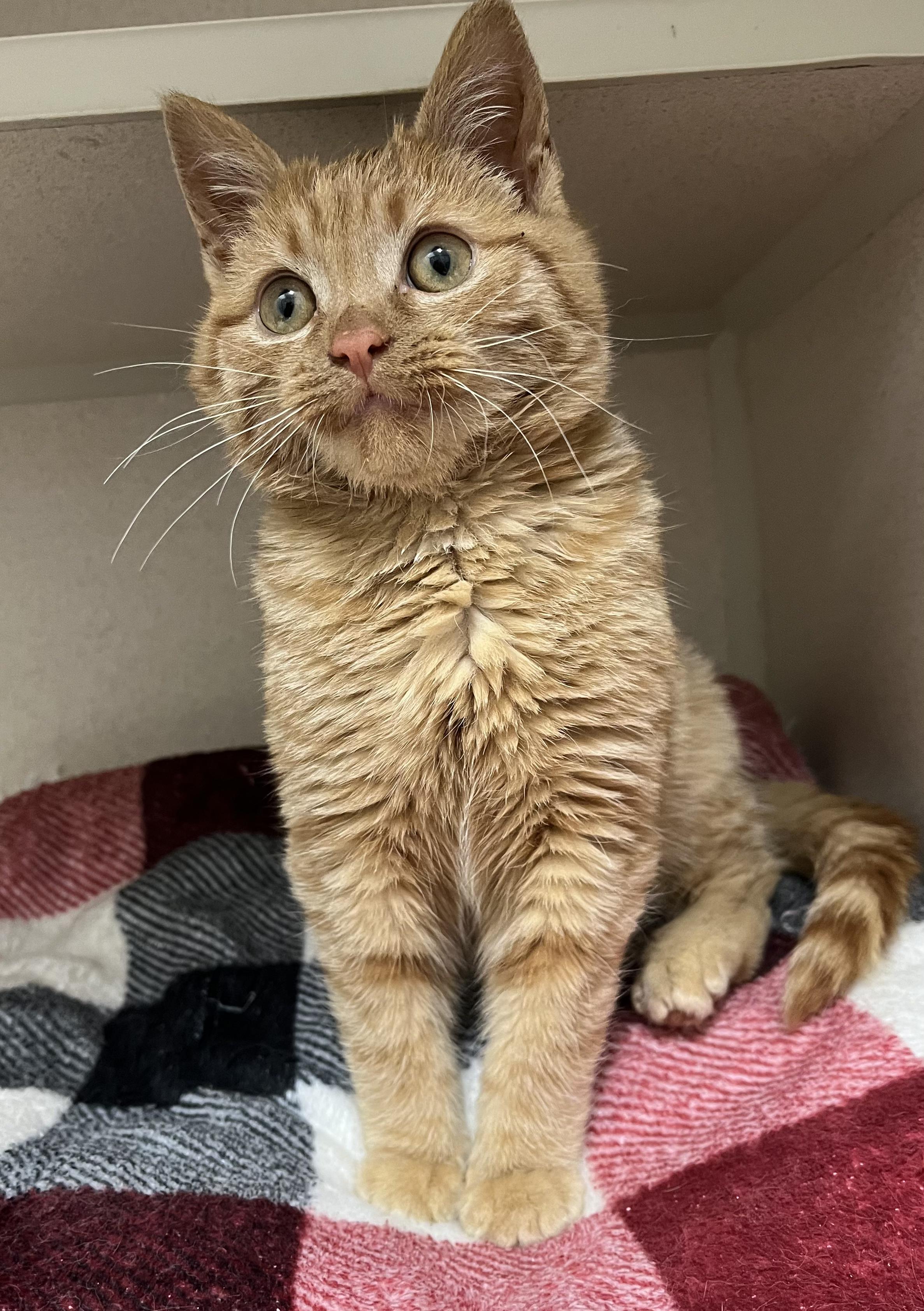 Enlarge Sparky, a ADOPTABLE Domestic Short Hair in Dunkirk, NY image 2/2