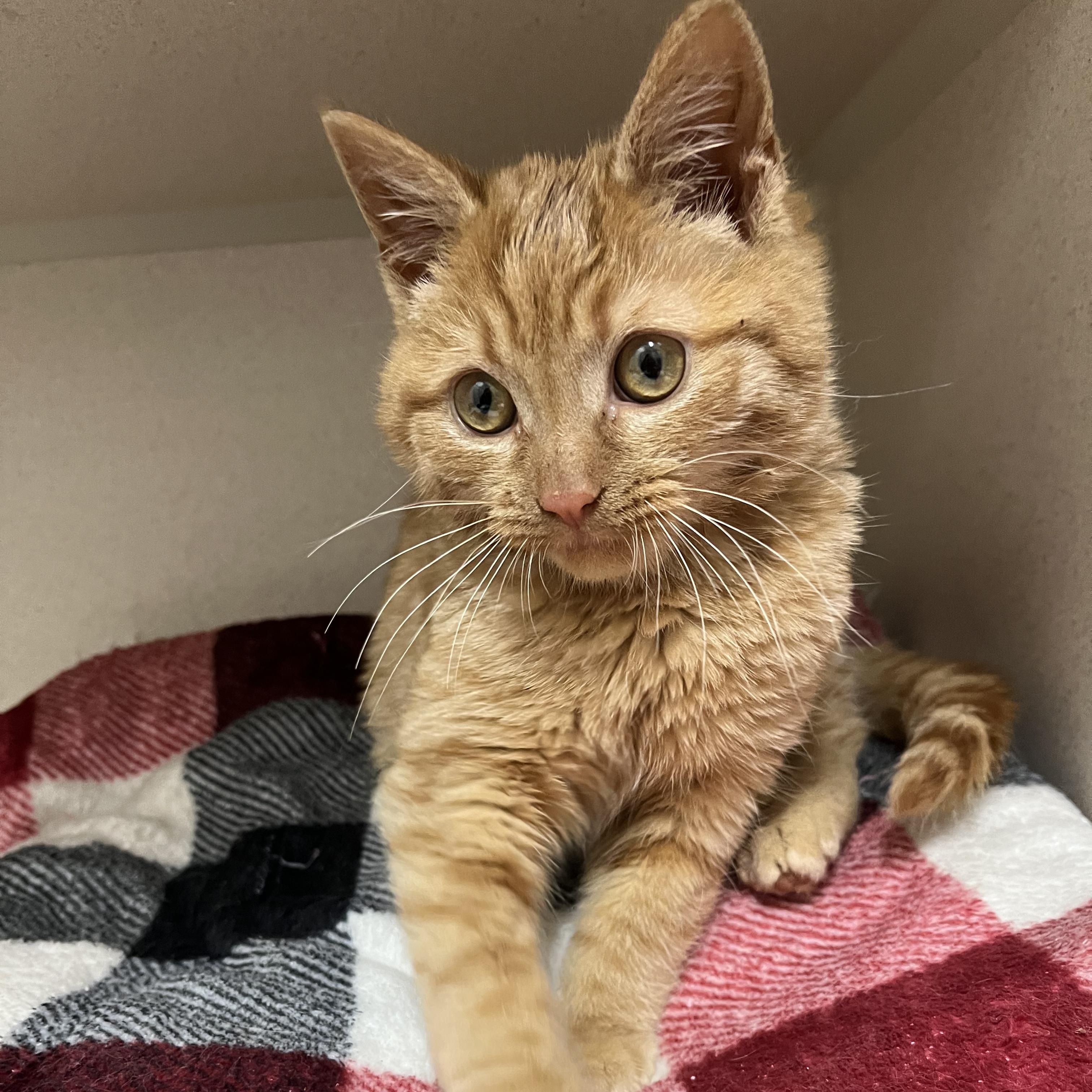 Sparky, ADOPTABLE, Young Male Domestic Short Hair.