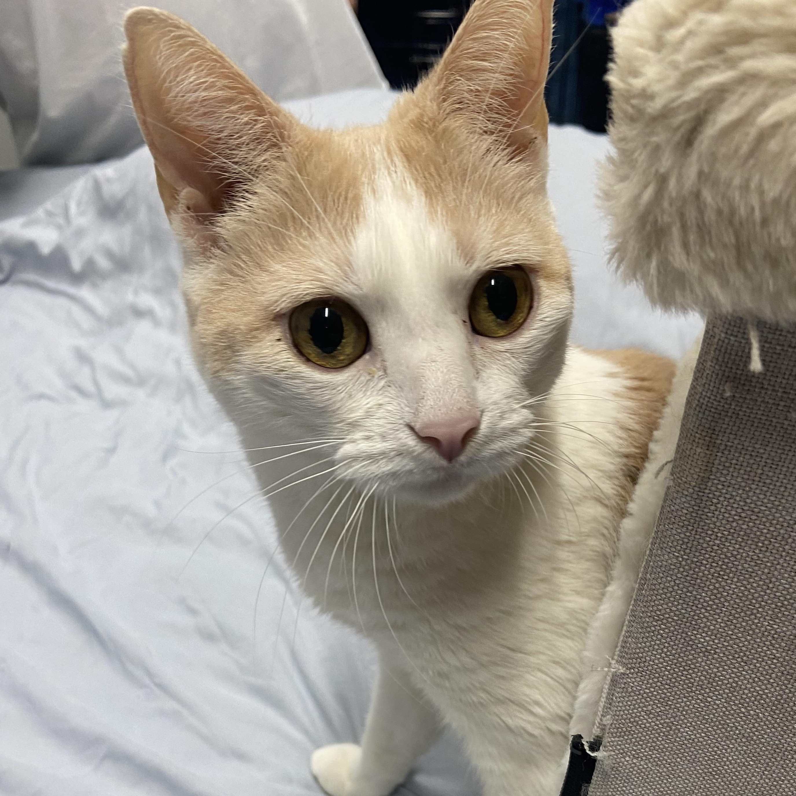 Sweet Kisses, searching for forever (again), an adopted Domestic Short Hair in Danbury, CT image 3/5