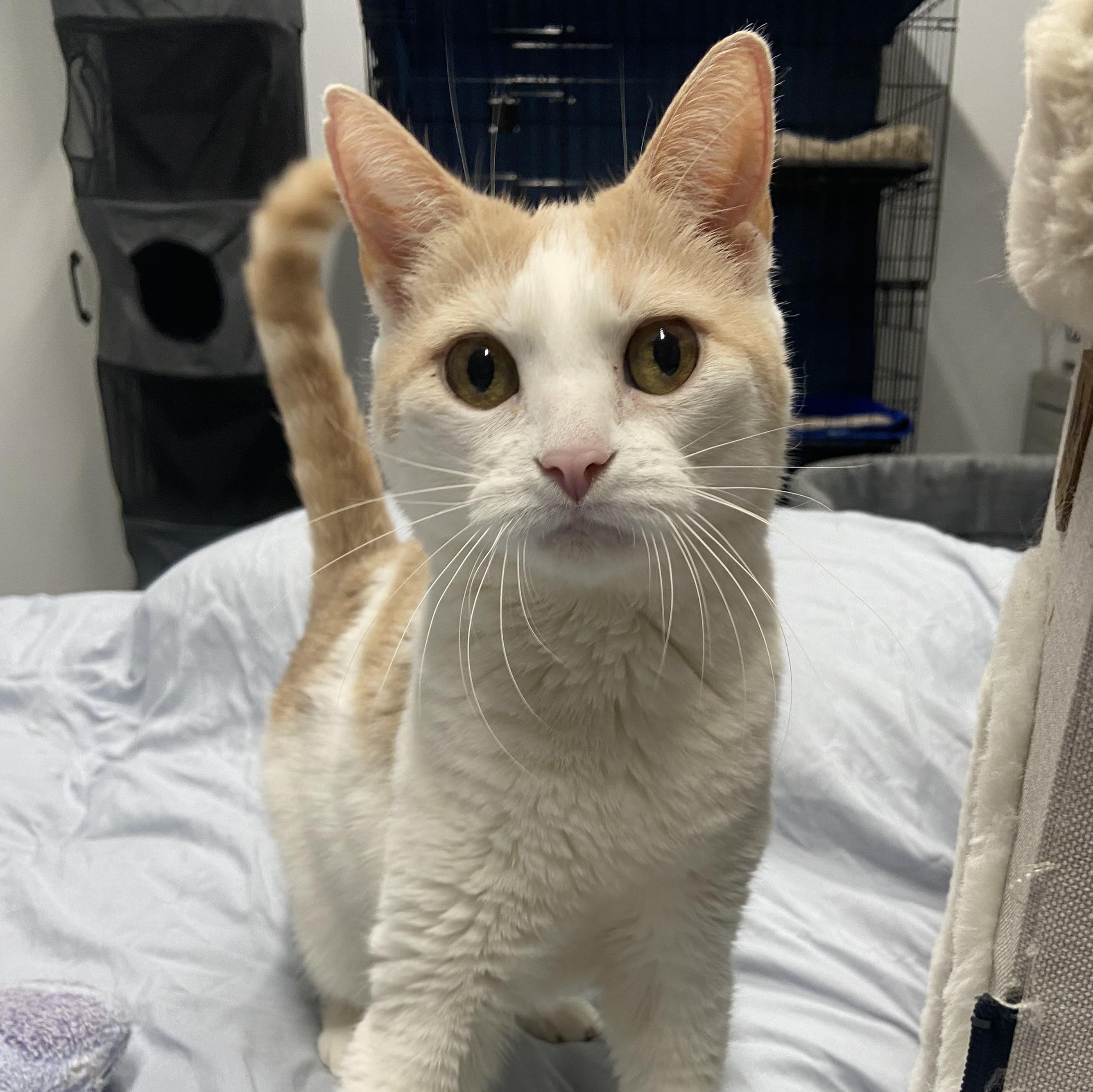 Sweet Kisses, searching for forever (again), an adopted Domestic Short Hair in Danbury, CT image 5/5