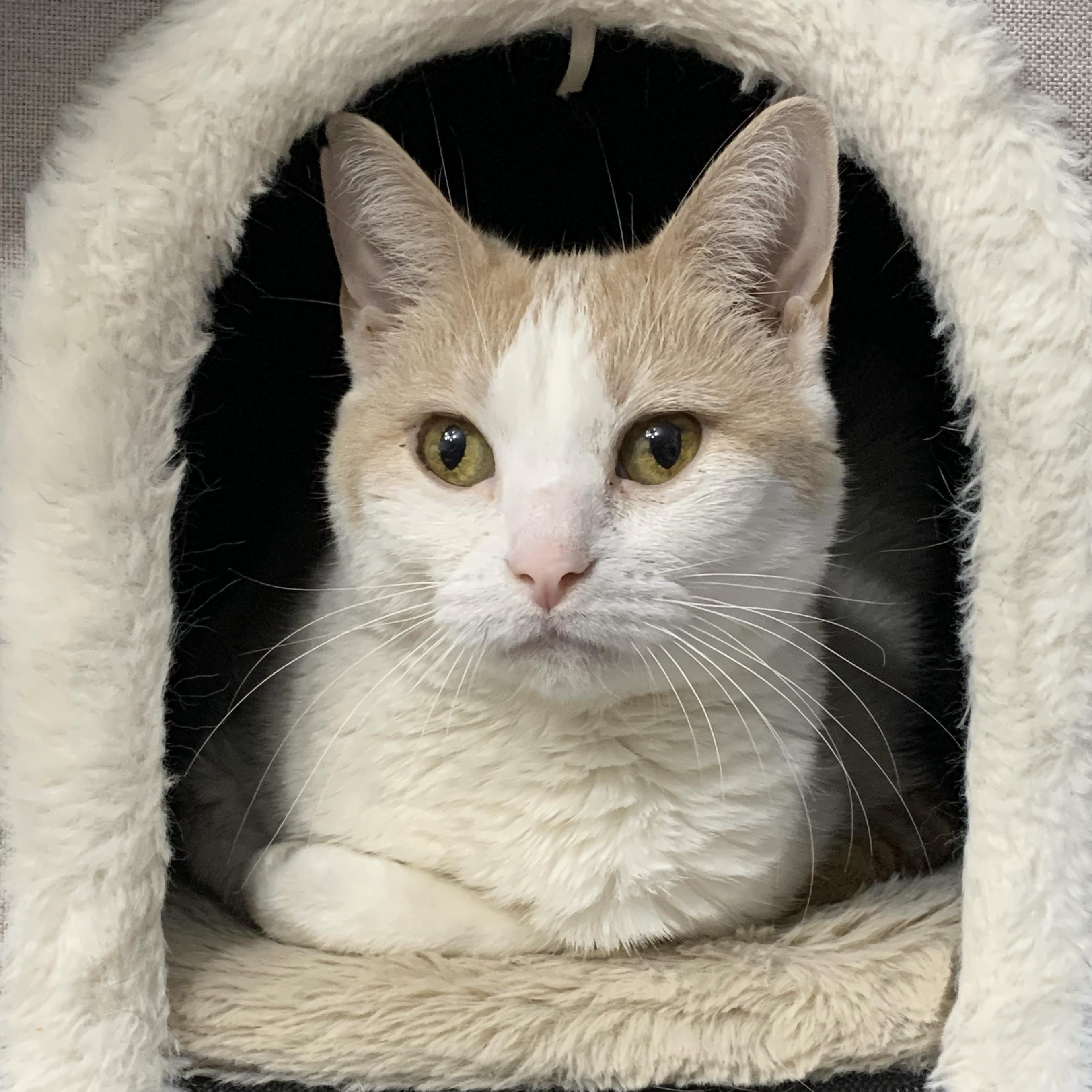 Sweet Kisses, searching for forever (again), adopted, Senior Female Domestic Short Hair.